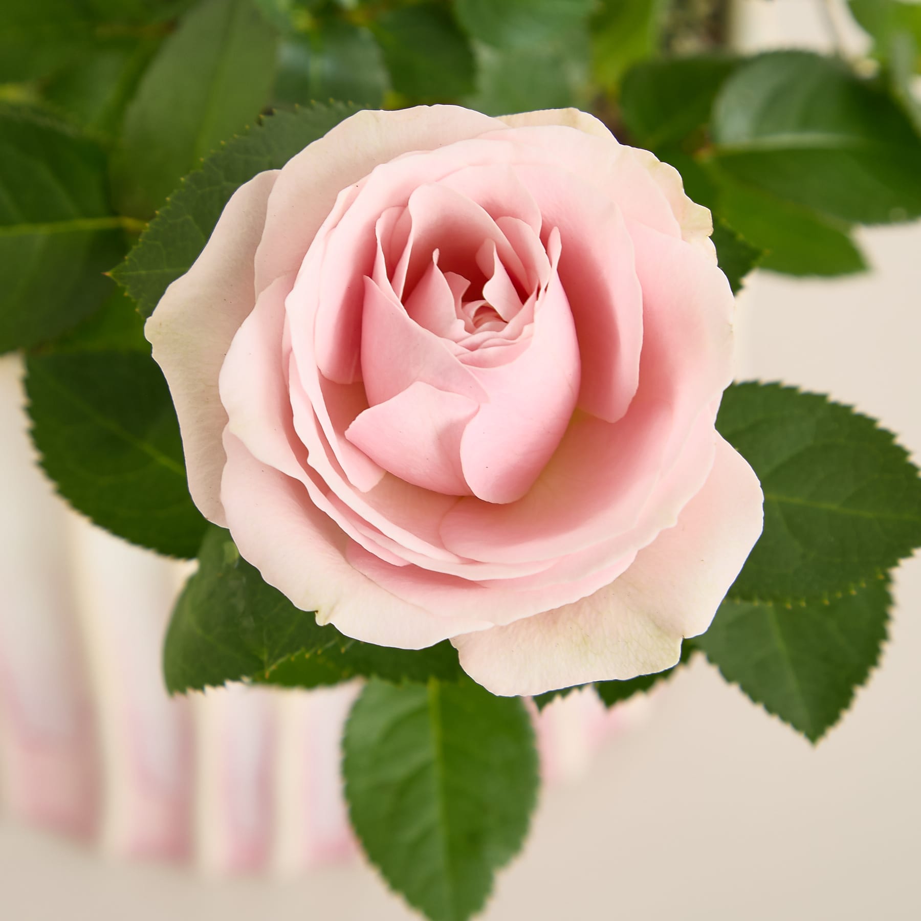 Das Bild zeigt eine Nahaufnahme eines Kuchens oder Desserts mit einer strukturierten, cremefarbenen Oberfläche und rosa Tropfen oder Wirbeln, die an den Seiten herunterlaufen und so ein optisch ansprechendes und zartes Erscheinungsbild erzeugen.