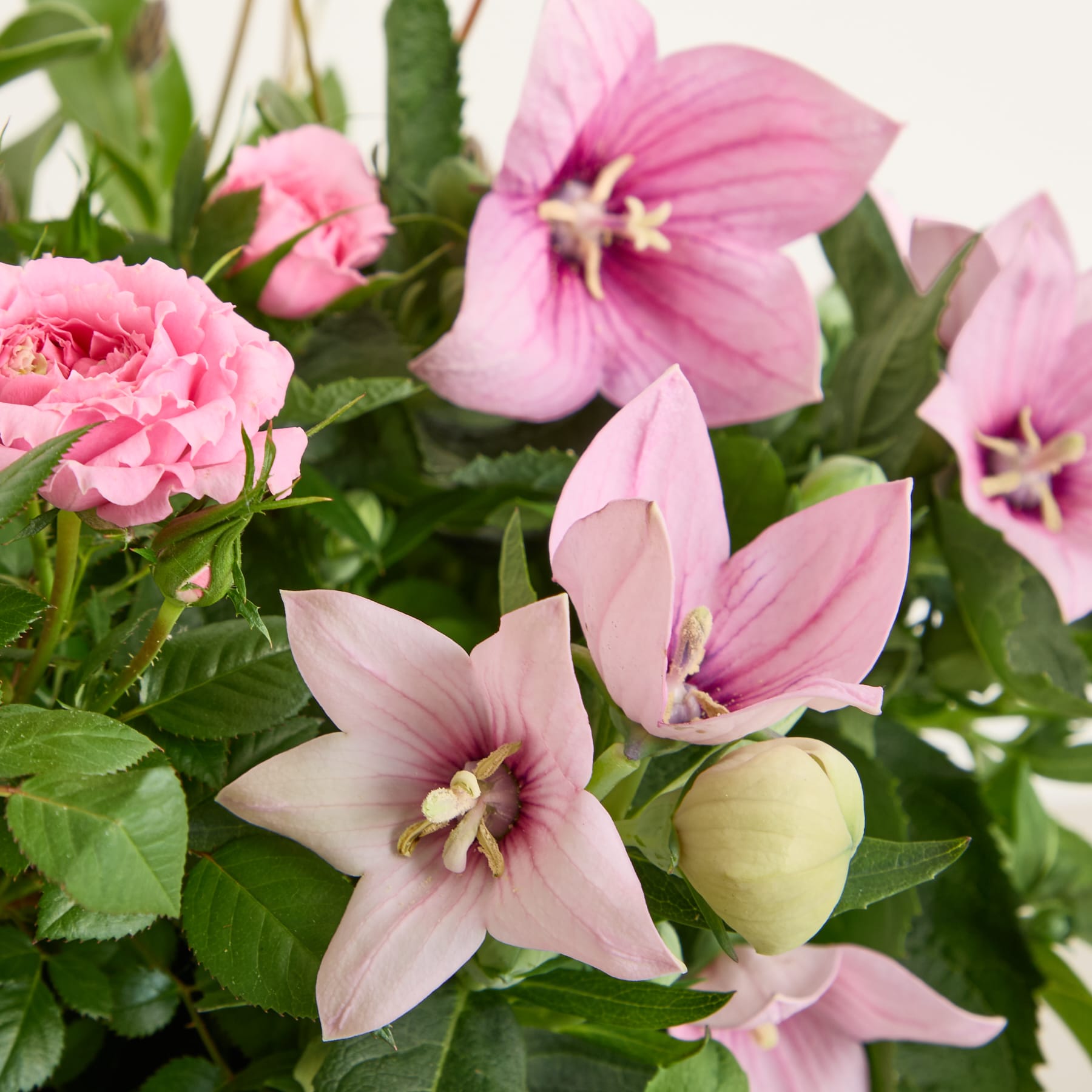 Ein leuchtender Strauß rosa Rosen und zarter rosa und weißer Blumen mit grünem Laub füllt den Rahmen und schafft eine üppige und optisch ansprechende Szene.