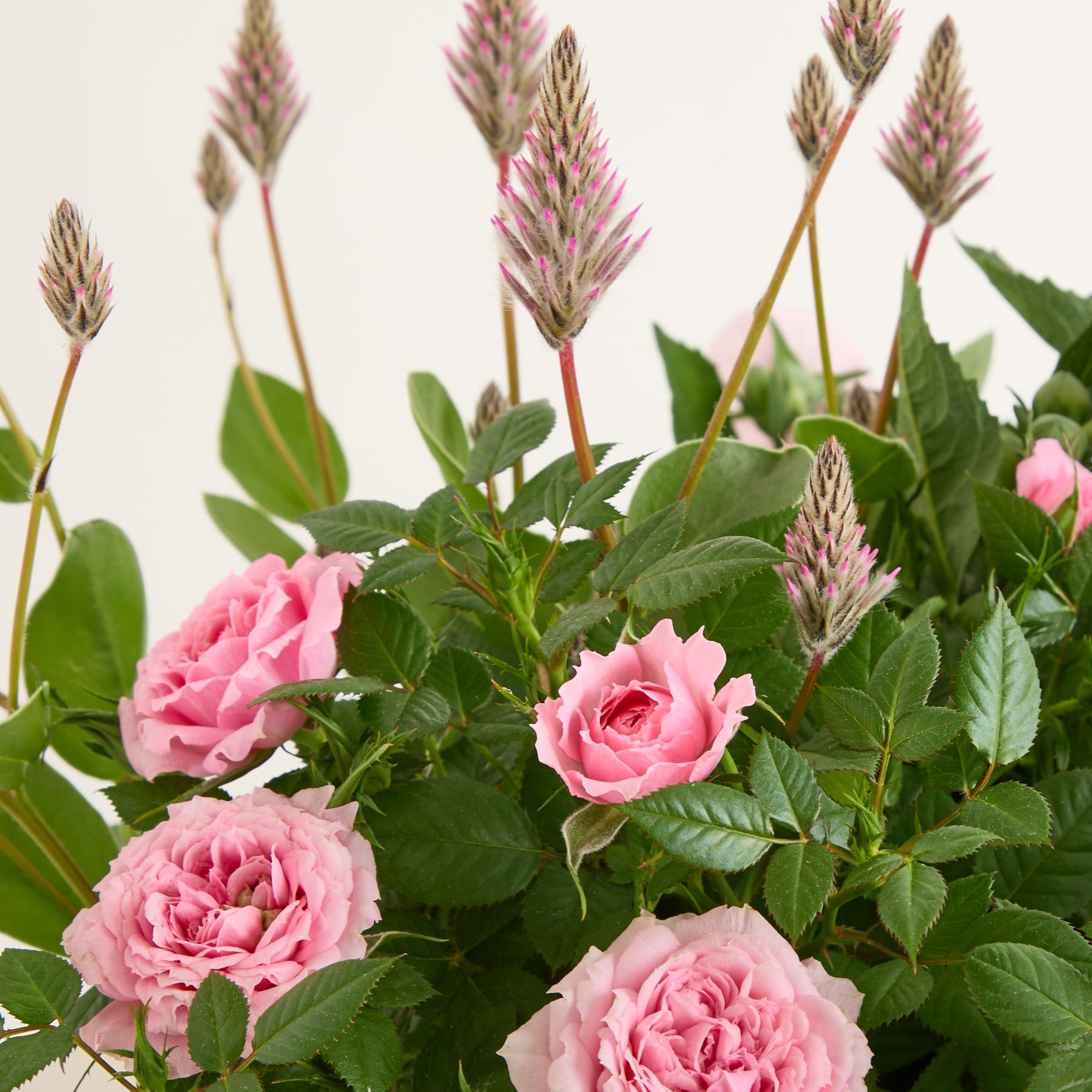 Das Bild zeigt ein farbenfrohes Arrangement aus rosa Rosen, umgeben von üppigem grünem Laub und hohen, schlanken rosa und braunen Blütenstängeln vor einem schlichten, hellen Hintergrund.