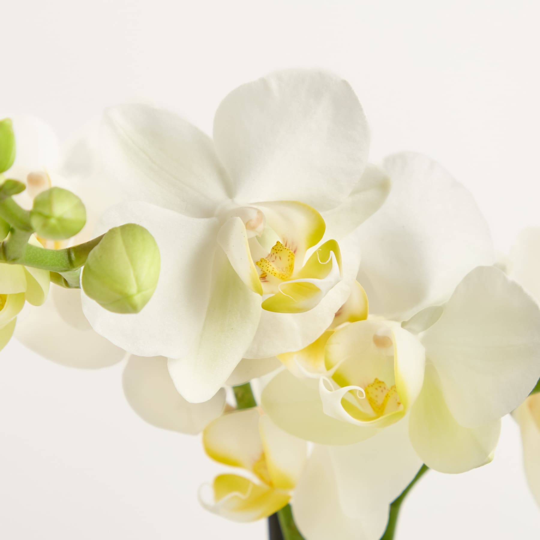 Vor einem schlichten weißen Hintergrund hält eine Person einen weißen Keramiktopf mit einer blühenden Orchidee mit zarten weißen und gelben Blüten in den Händen.