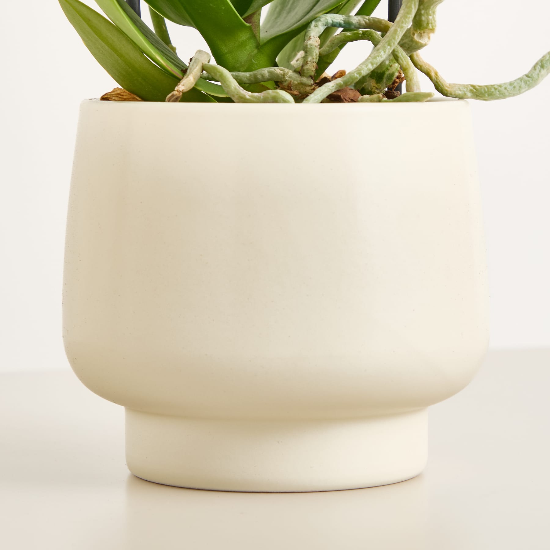 Eine lebendige Darstellung zarter weißer Orchideenblüten mit gelber Mitte vor einem schlichten weißen Hintergrund.