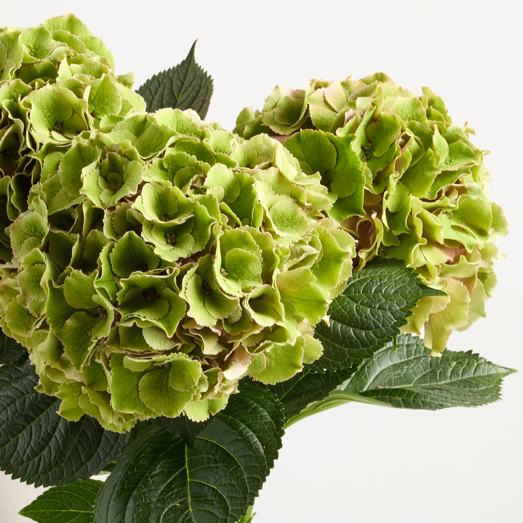 Das Bild zeigt einen lebendigen Strauß üppiger, grüner Hortensienblüten mit großen, strukturierten Blütenblättern und dunkelgrünen Blättern vor einem schlichten, weißen Hintergrund.