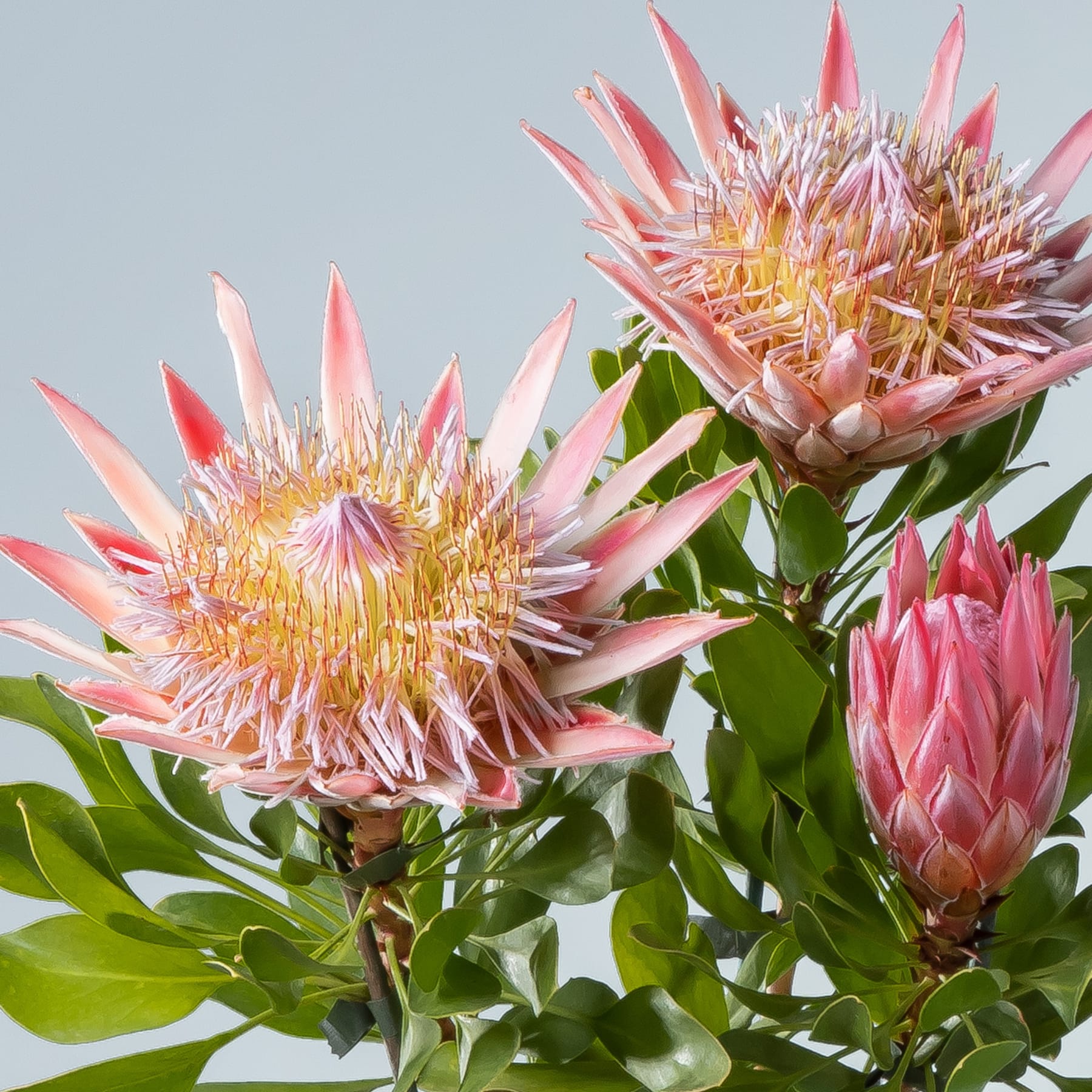 Leuchtend rosa Protea-Blüten mit scharfen, stacheligen Blütenblättern heben sich von einem weichen, unscharfen Hintergrund ab.