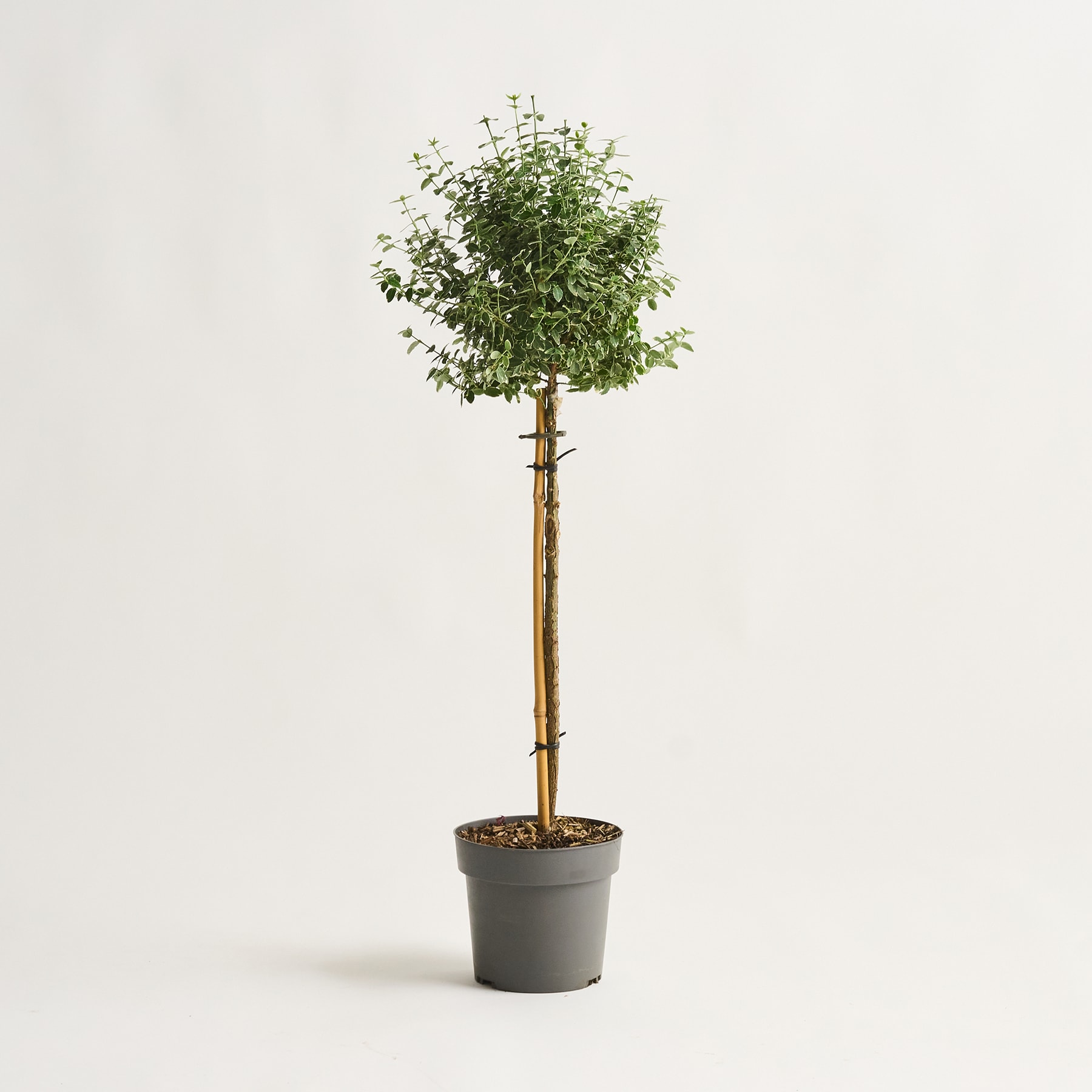 Ein Topfbaum mit üppigem grünem Laub steht vor einem schlichten weißen Hintergrund.