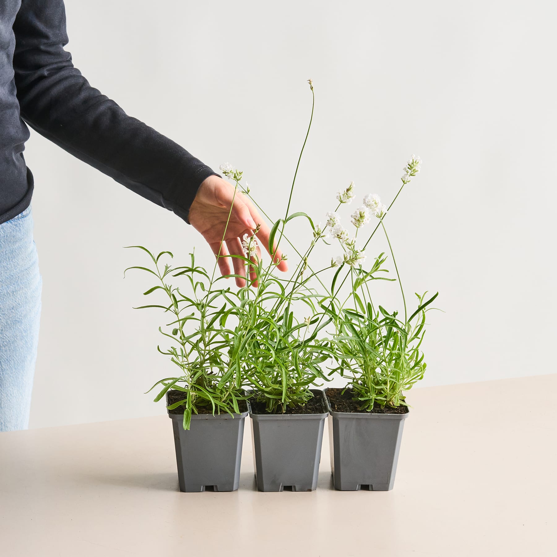 Drei kleine Topfpflanzen mit grünem Laub und rosa Blüten, gehalten von einer Hand im Ärmel eines dunklen Anzugs vor einem schlichten weißen Hintergrund.
