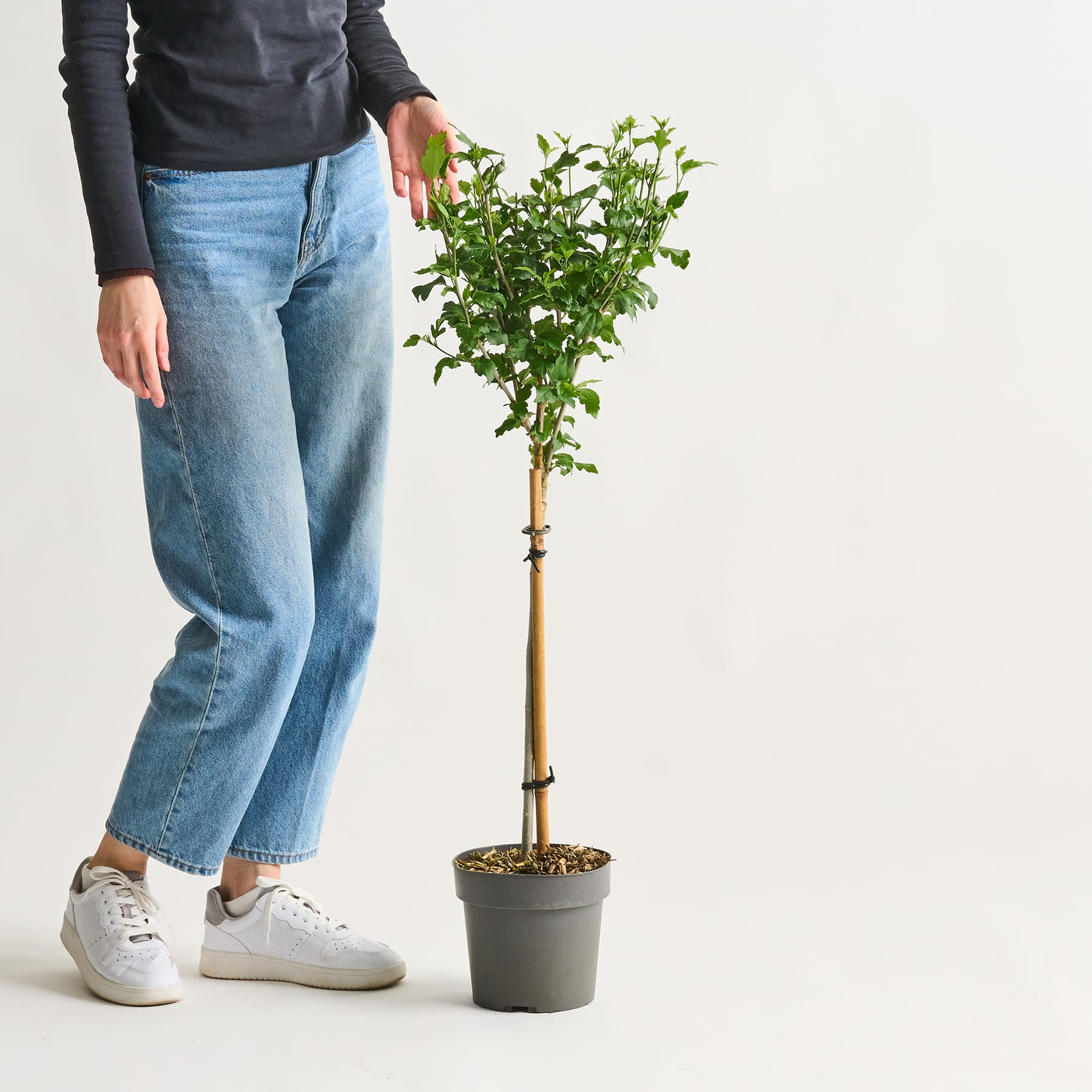Eine Person in Freizeitkleidung steht vor einem schlichten weißen Hintergrund und hält eine Topfpflanze mit kleinen weißen Blüten.