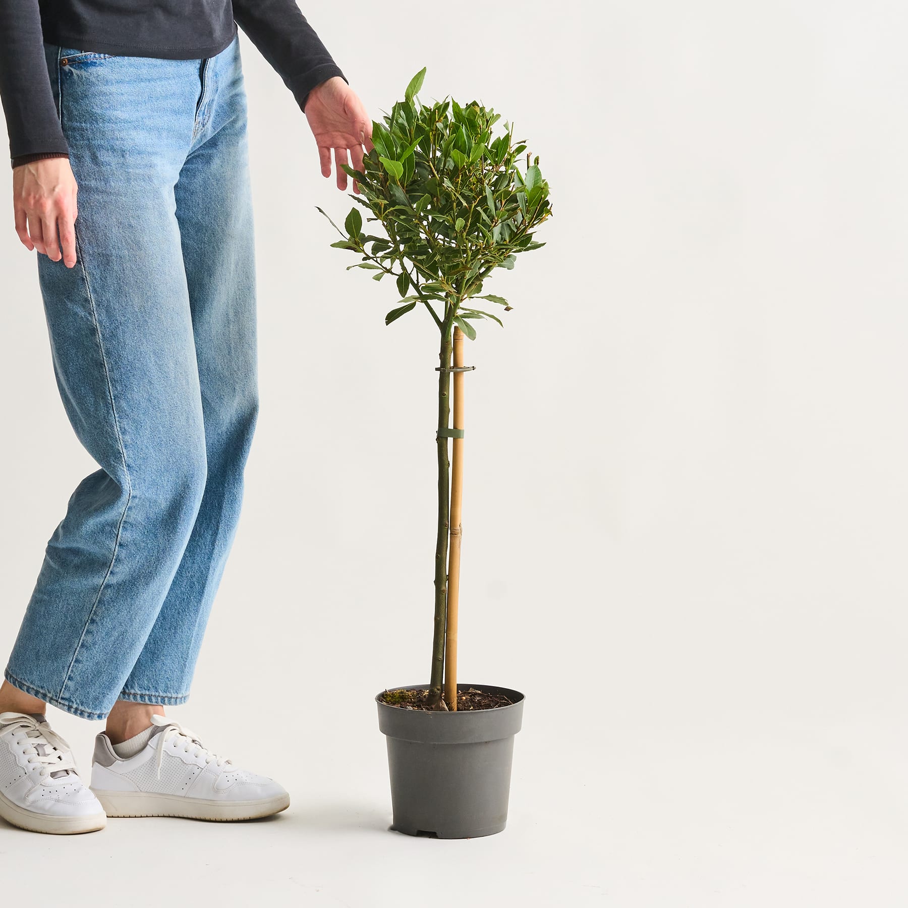 Auf einem schlichten weißen Hintergrund steht eine Topfpflanze mit üppigen grünen Blättern. Im Vordergrund sind die Beine und Füße einer Person zu sehen, die lässige Jeans und weiße Turnschuhe trägt.