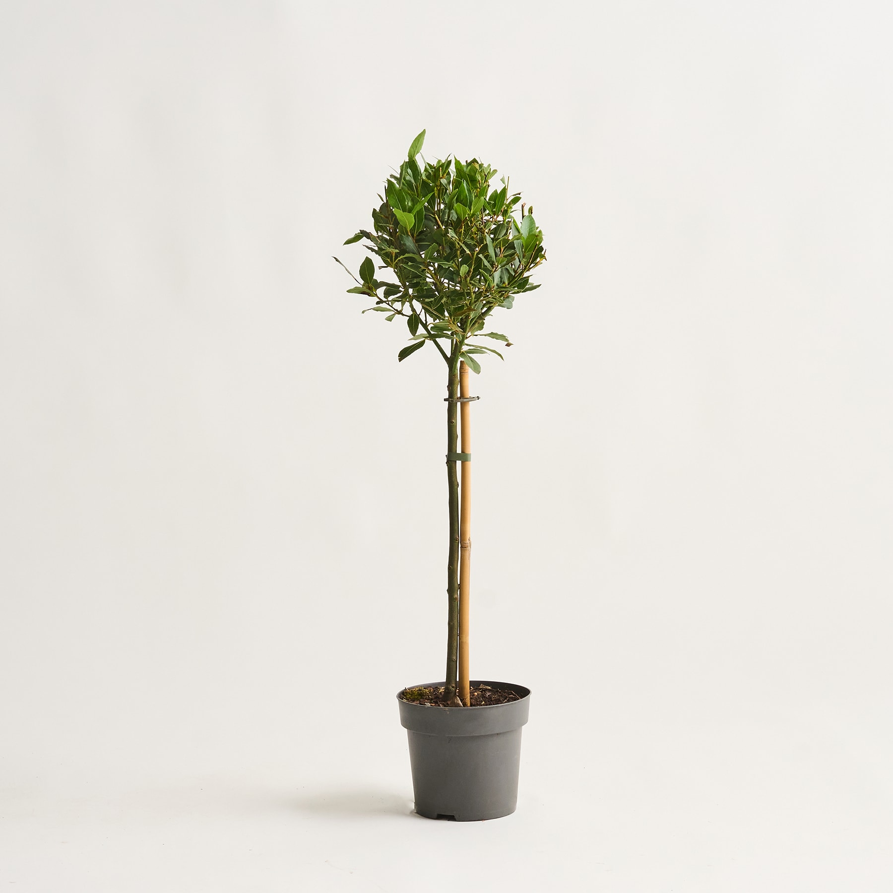 Vor einem schlichten weißen Hintergrund steht ein kleiner Topfbaum mit üppigem, grünem Laub.
