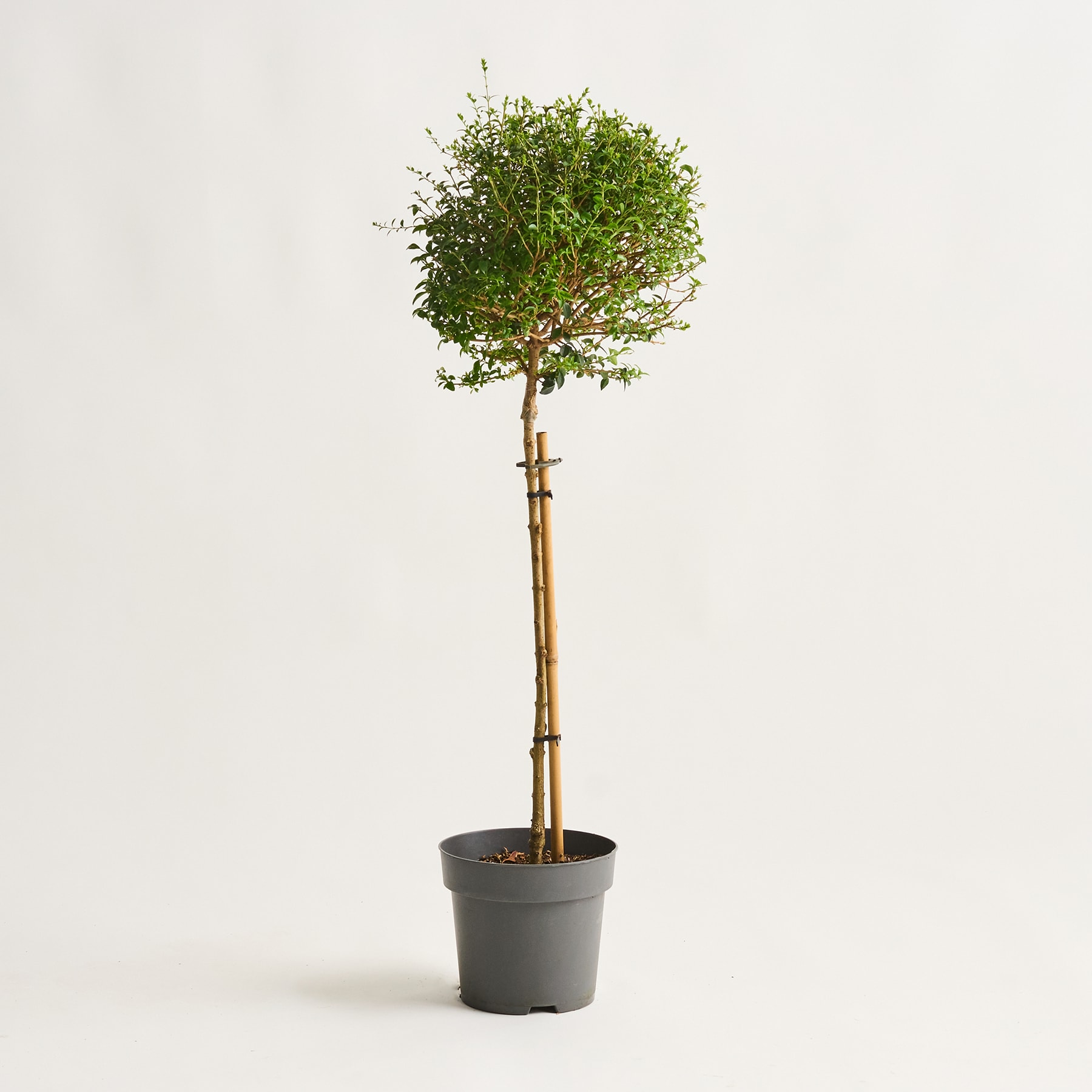 Auf einem schlichten weißen Hintergrund steht ein kleiner Topfbaum mit üppigem, grünem Laub.