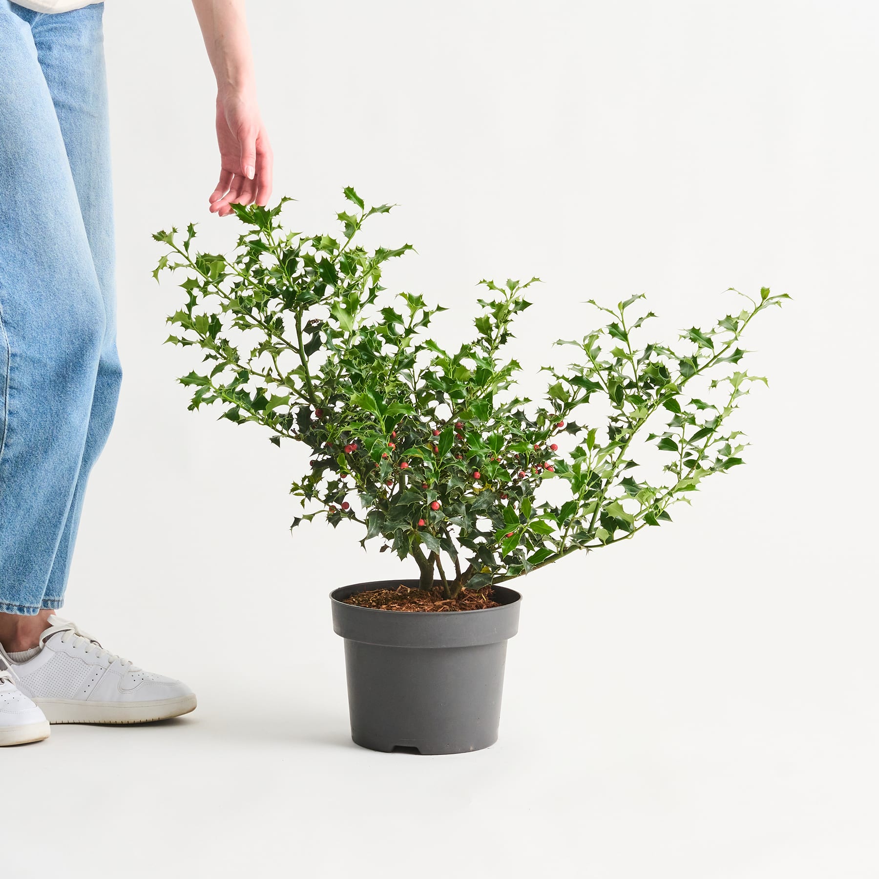 Auf dem Boden steht eine Topfpflanze mit üppigem grünem Laub. Im Vordergrund sind die Beine und Füße einer Person zu sehen, die Blue Jeans und weiße Turnschuhe trägt.