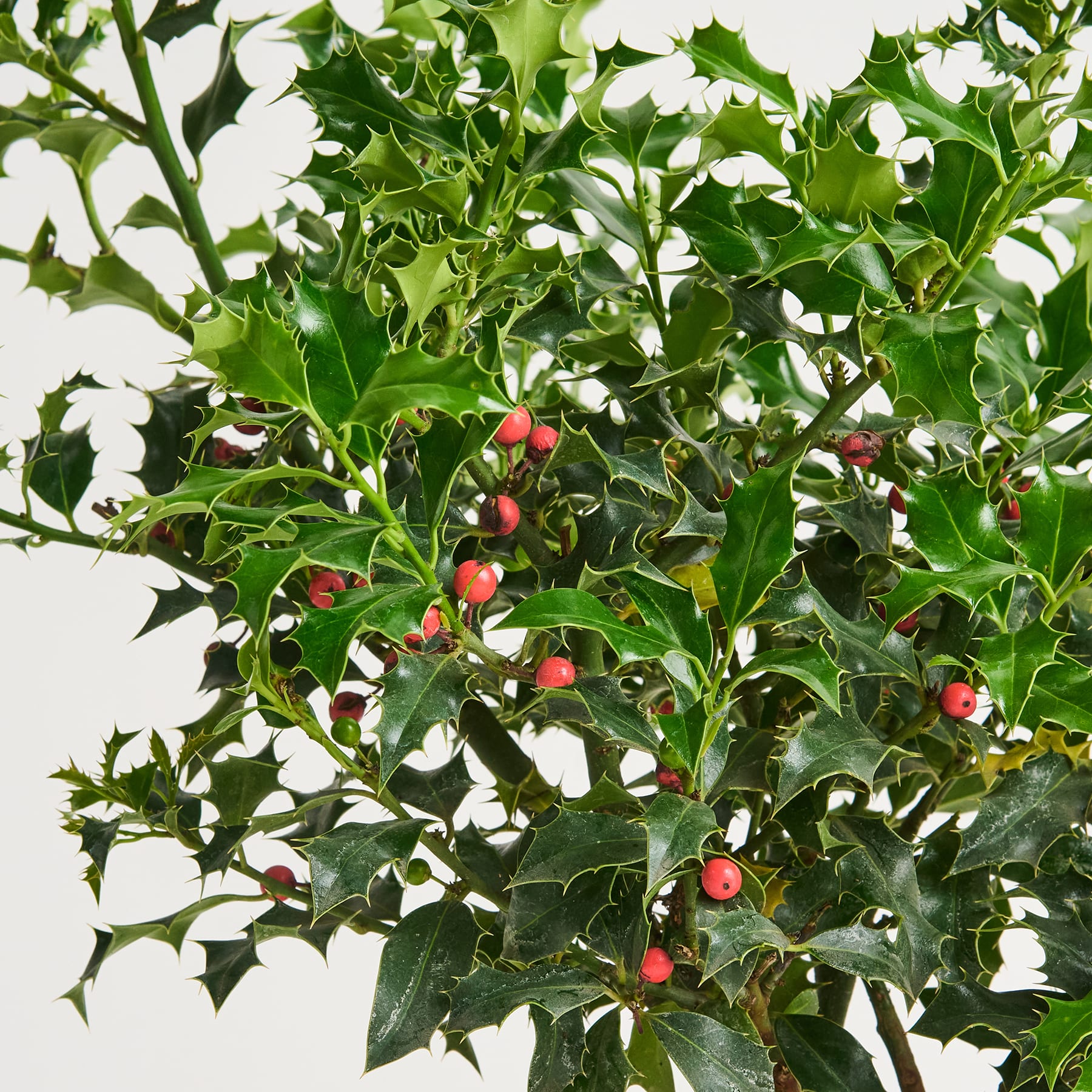 Üppige grüne Stechpalmenblätter mit leuchtend roten Beeren heben sich von einem schlichten weißen Hintergrund ab.