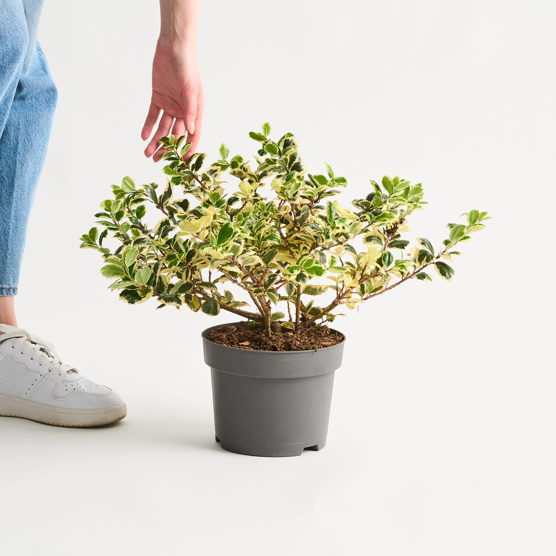 Auf einer weißen Fläche steht eine Topfpflanze mit grünen und gelben Blättern. Im Vordergrund sind die Beine und Füße einer Person zu sehen, die weiße Turnschuhe trägt.