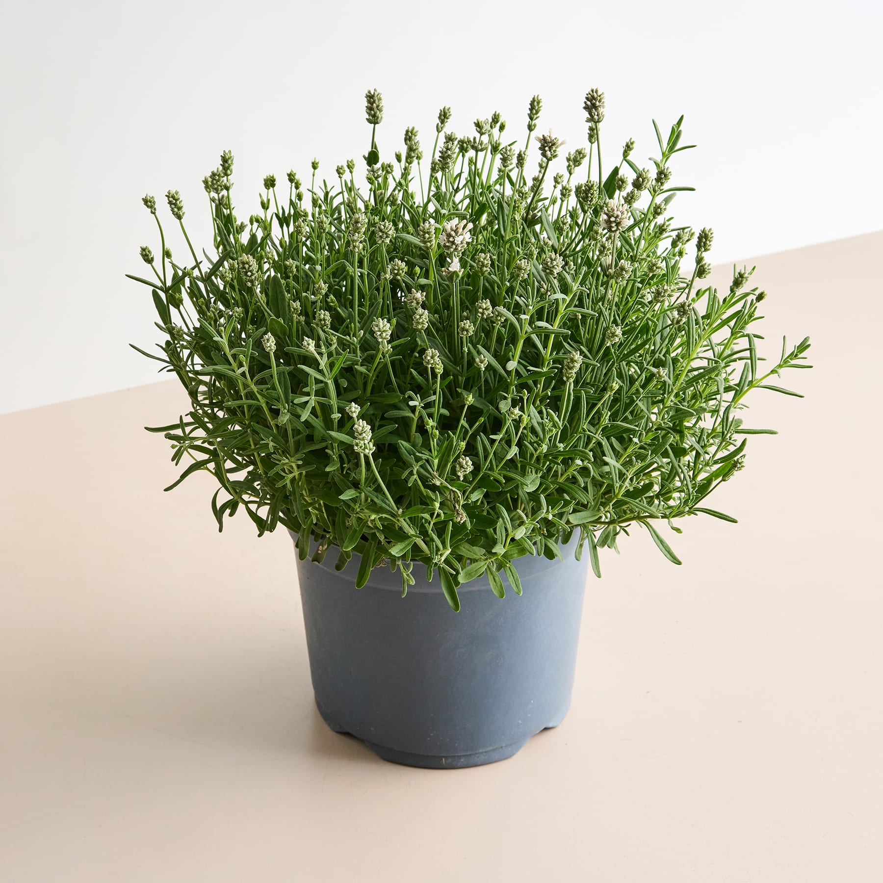 Eine Topfpflanze mit üppigem, grünem Laub und kleinen weißen Blüten steht auf einer hellen Oberfläche vor einem schlichten Hintergrund.