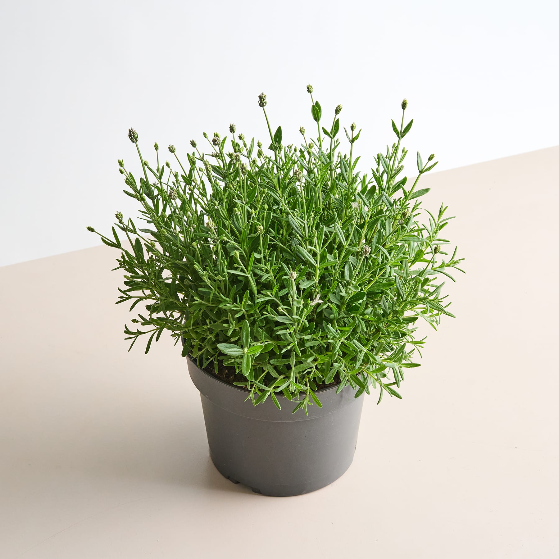 Eine Topfpflanze mit üppigem grünem Laub und kleinen Knospen steht auf einer hellen Oberfläche vor einem schlichten Hintergrund.