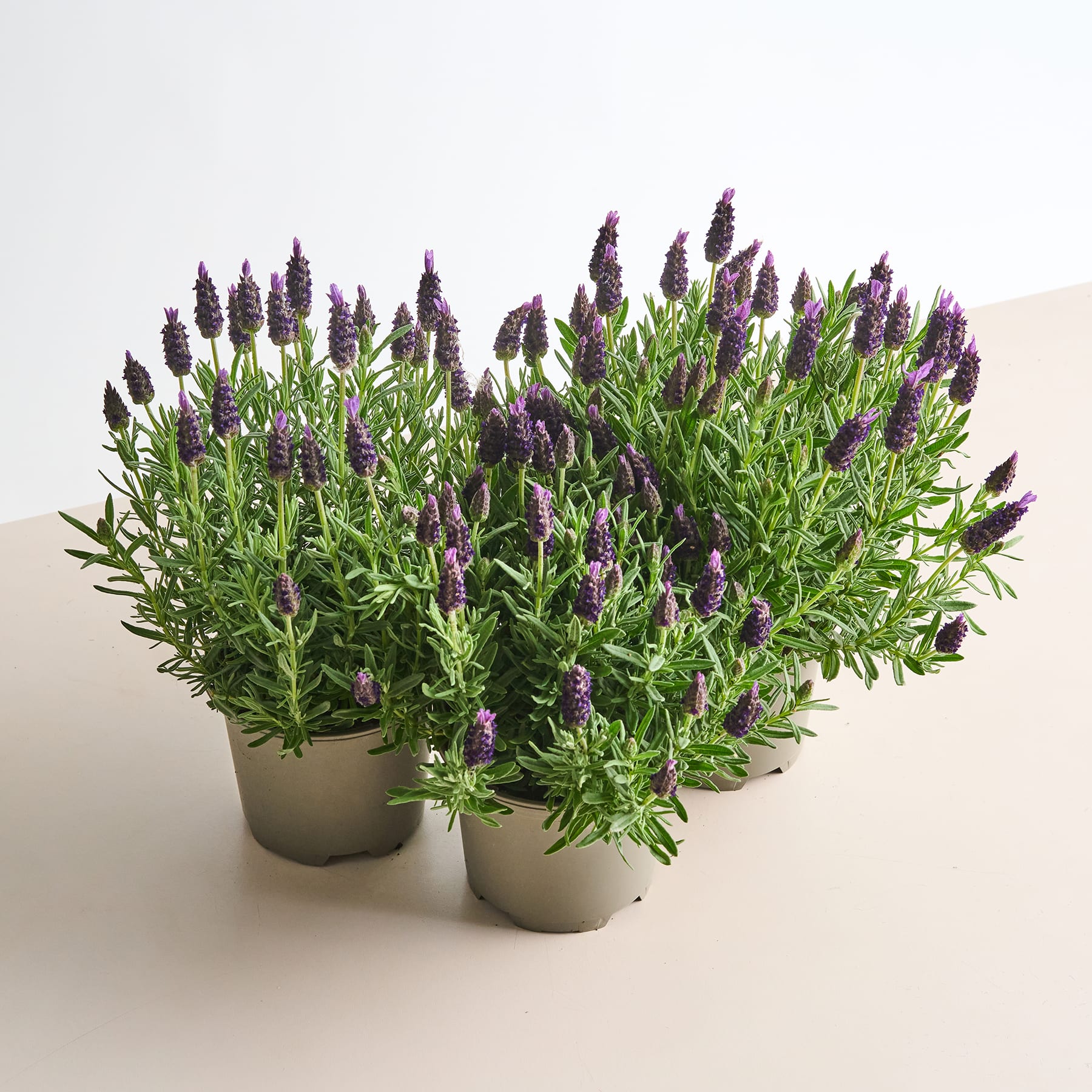 Das Bild zeigt mehrere Lavendelpflanzen in Töpfen mit leuchtend violetten Blüten und grünem Laub vor einem schlichten Hintergrund.