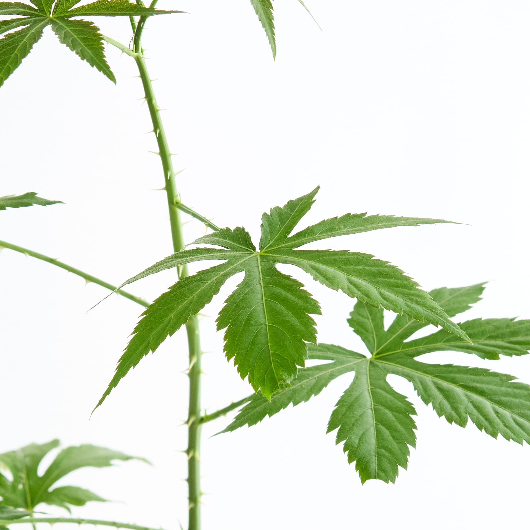 Das Bild zeigt üppige, grüne Cannabisblätter mit ihrer charakteristischen handförmigen Form vor einem schlichten weißen Hintergrund.
