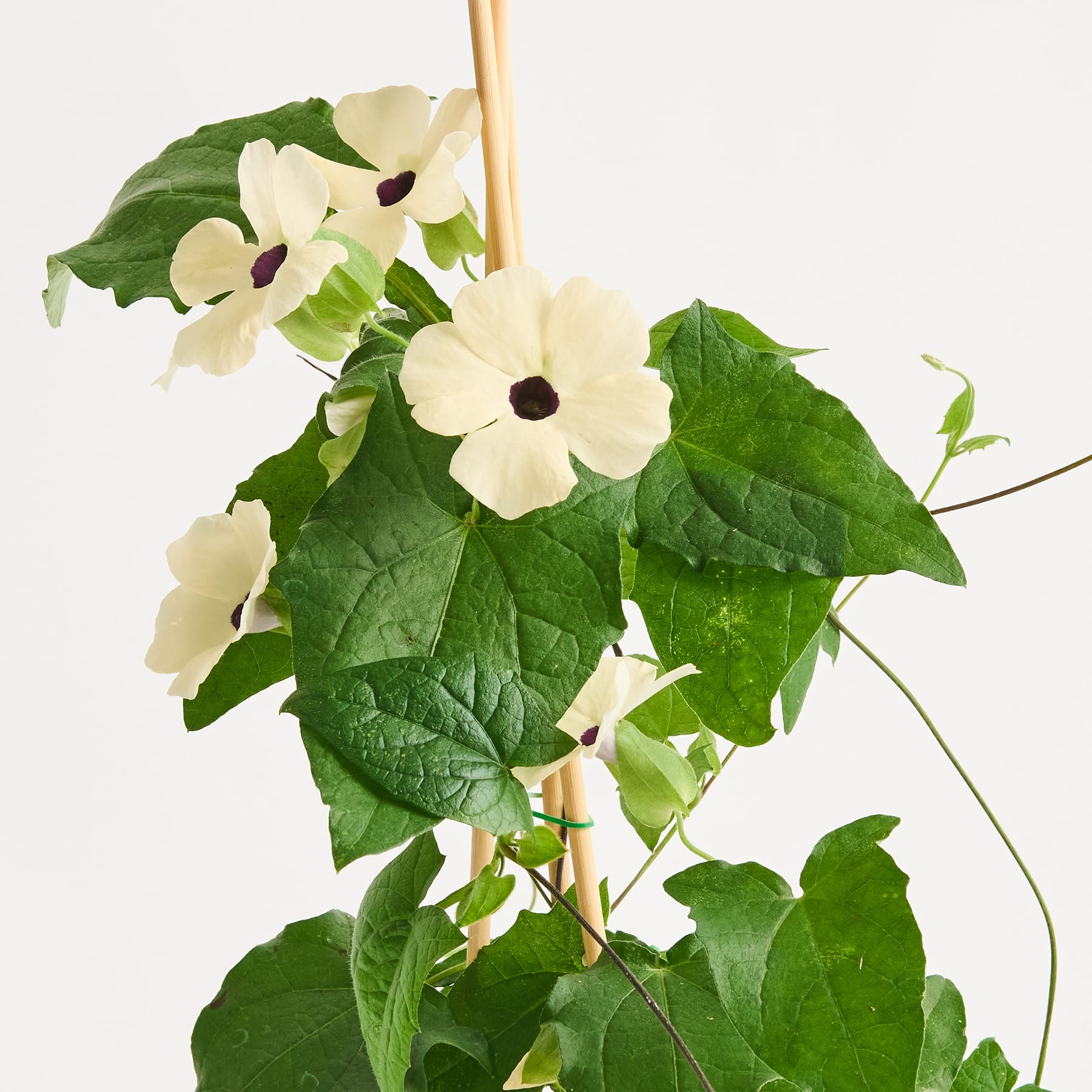 Das Bild zeigt eine Ansammlung zarter weißer Blüten mit gelber Mitte, umgeben von üppigen grünen Blättern vor einem schlichten weißen Hintergrund.