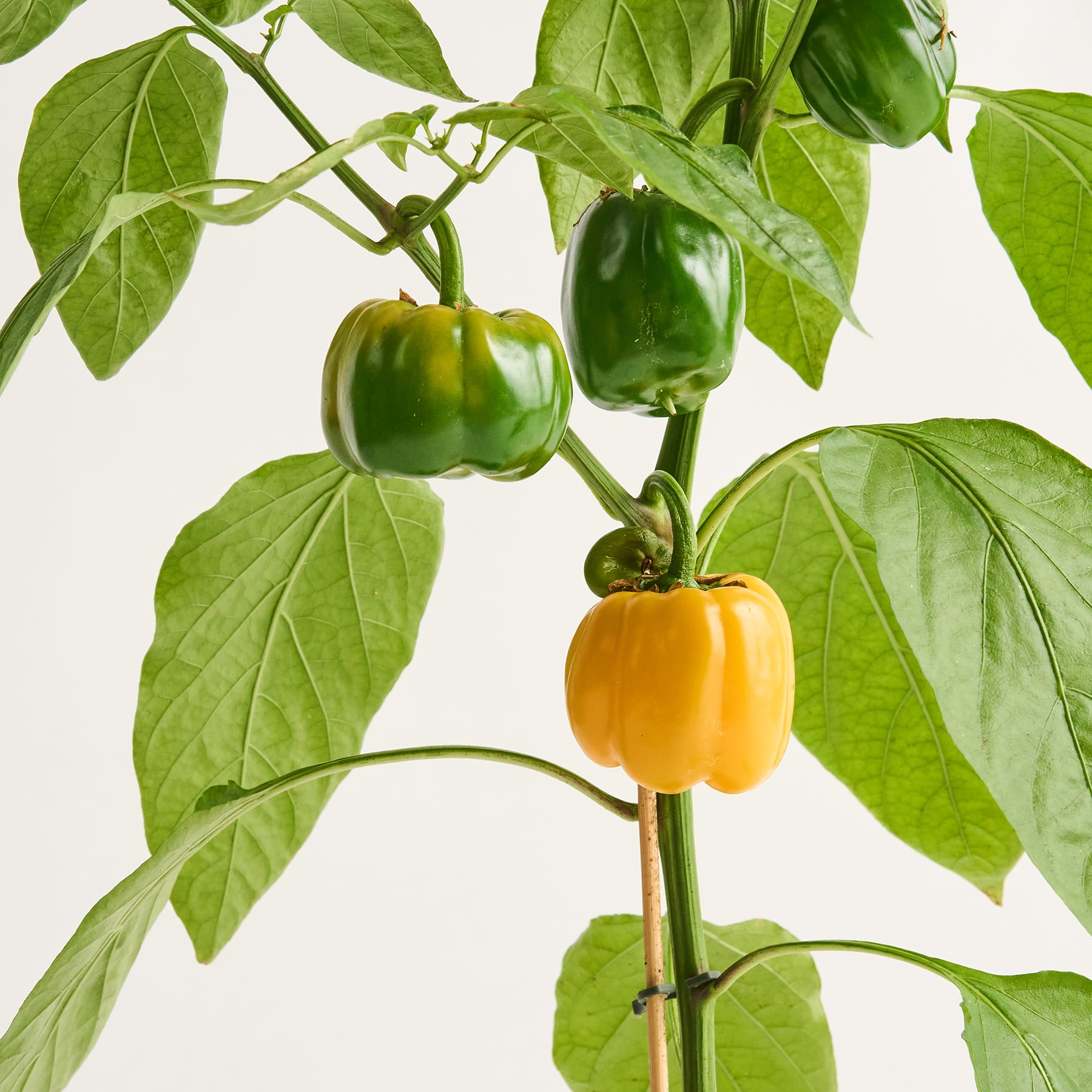 Grüne Paprika wachsen an einer Pflanze mit großen, üppigen grünen Blättern vor einem schlichten weißen Hintergrund.
