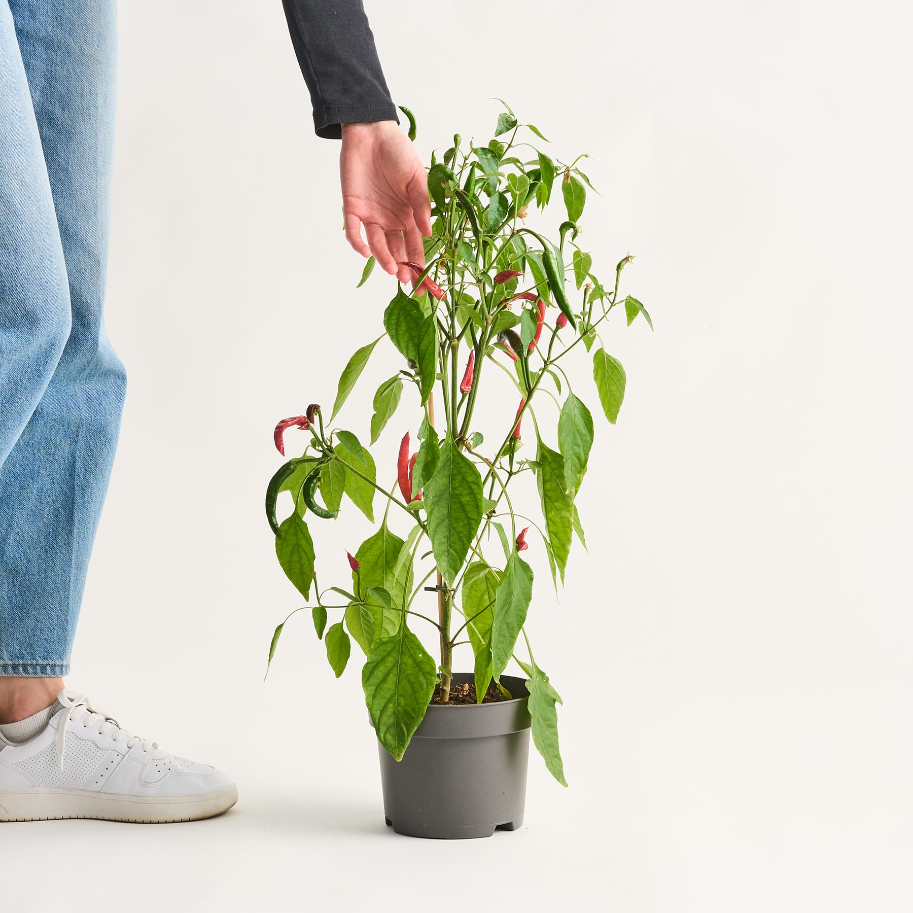 Im Vordergrund steht eine Topfpflanze mit grünen Blättern und weißen Blüten, während im Hintergrund die Beine und Füße einer Person in Freizeitkleidung zu sehen sind.
