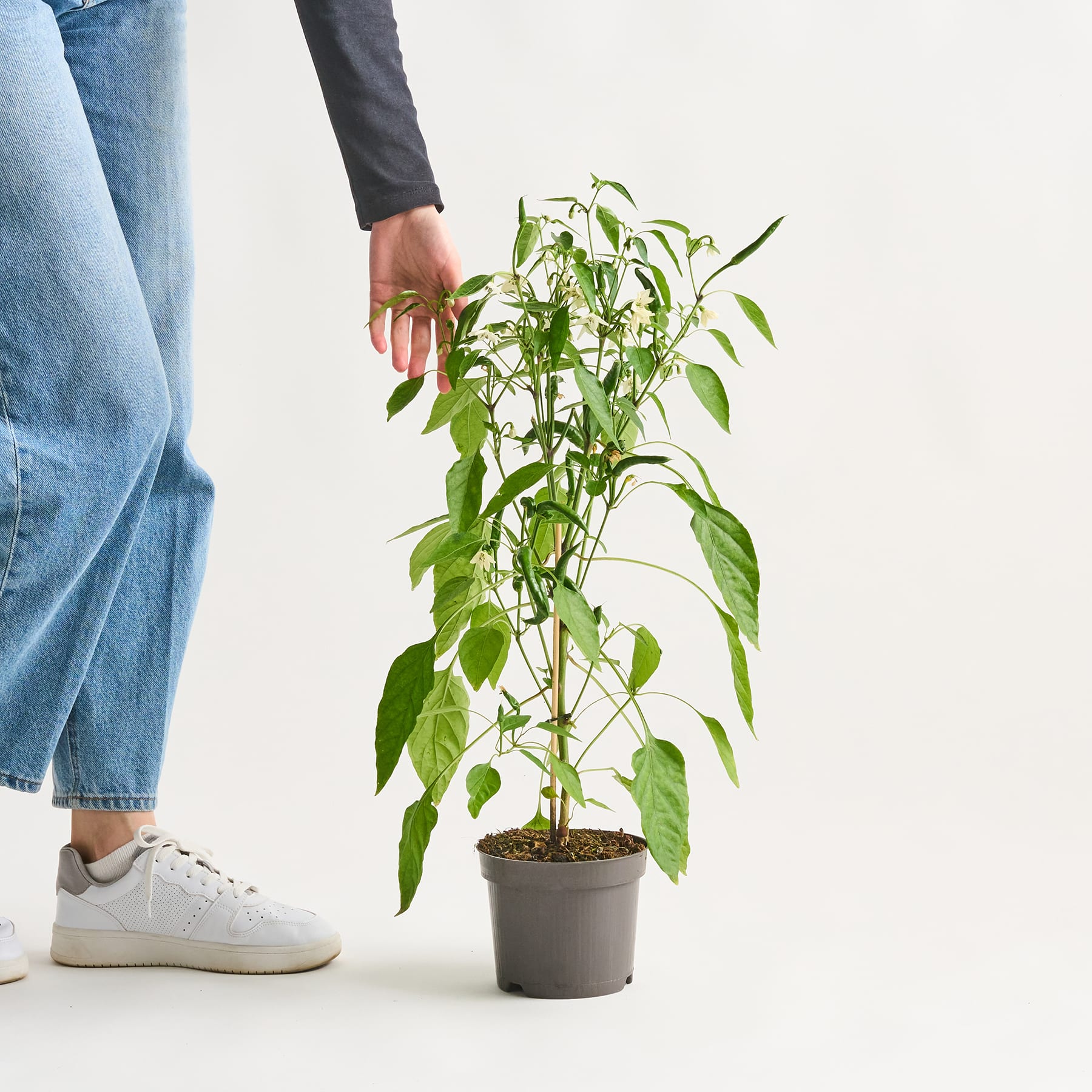 Im Vordergrund steht eine Topfpflanze mit grünen Blättern und weißen Blüten, während im Hintergrund die Beine und Füße einer Person in Freizeitkleidung zu sehen sind.