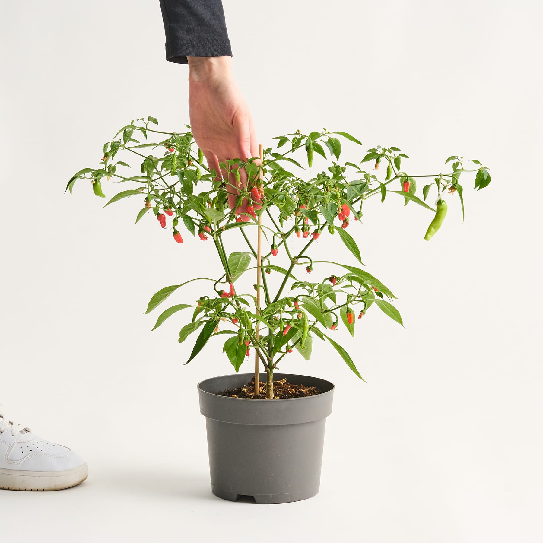Eine Sammlung leuchtend roter Chilischoten, die auf einer Holzoberfläche angeordnet sind und von grünen Blättern begleitet werden, wodurch eine optisch ansprechende und appetitliche Präsentation entsteht.