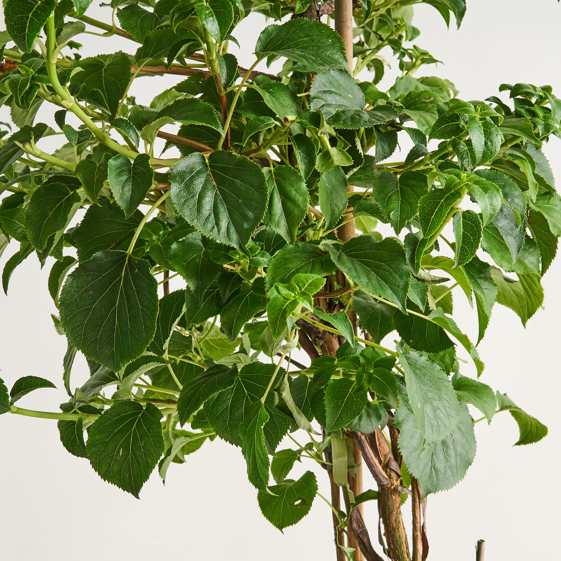 Das Bild zeigt eine üppige, grüne Pflanze mit großen, leuchtenden Blättern, die den Rahmen bedecken. Die Blätter scheinen von einem Baum oder Strauch zu stammen, vor einem hellen Hintergrund, der einen klaren und schlichten Hintergrund bietet.