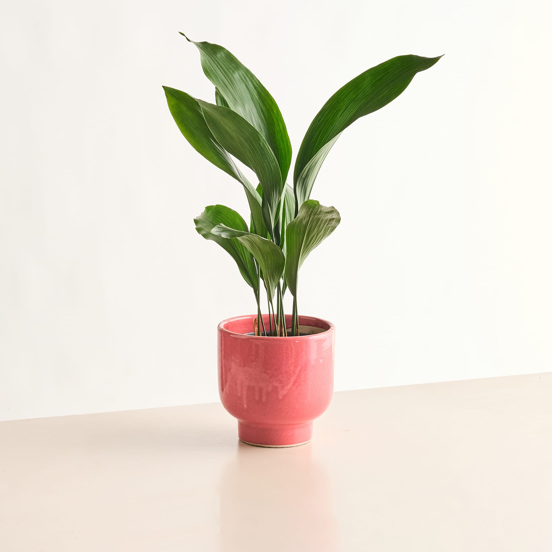Eine leuchtend grüne Pflanze mit großen Blättern steht in einem rosa Keramikbehälter vor einem schlichten weißen Hintergrund.
