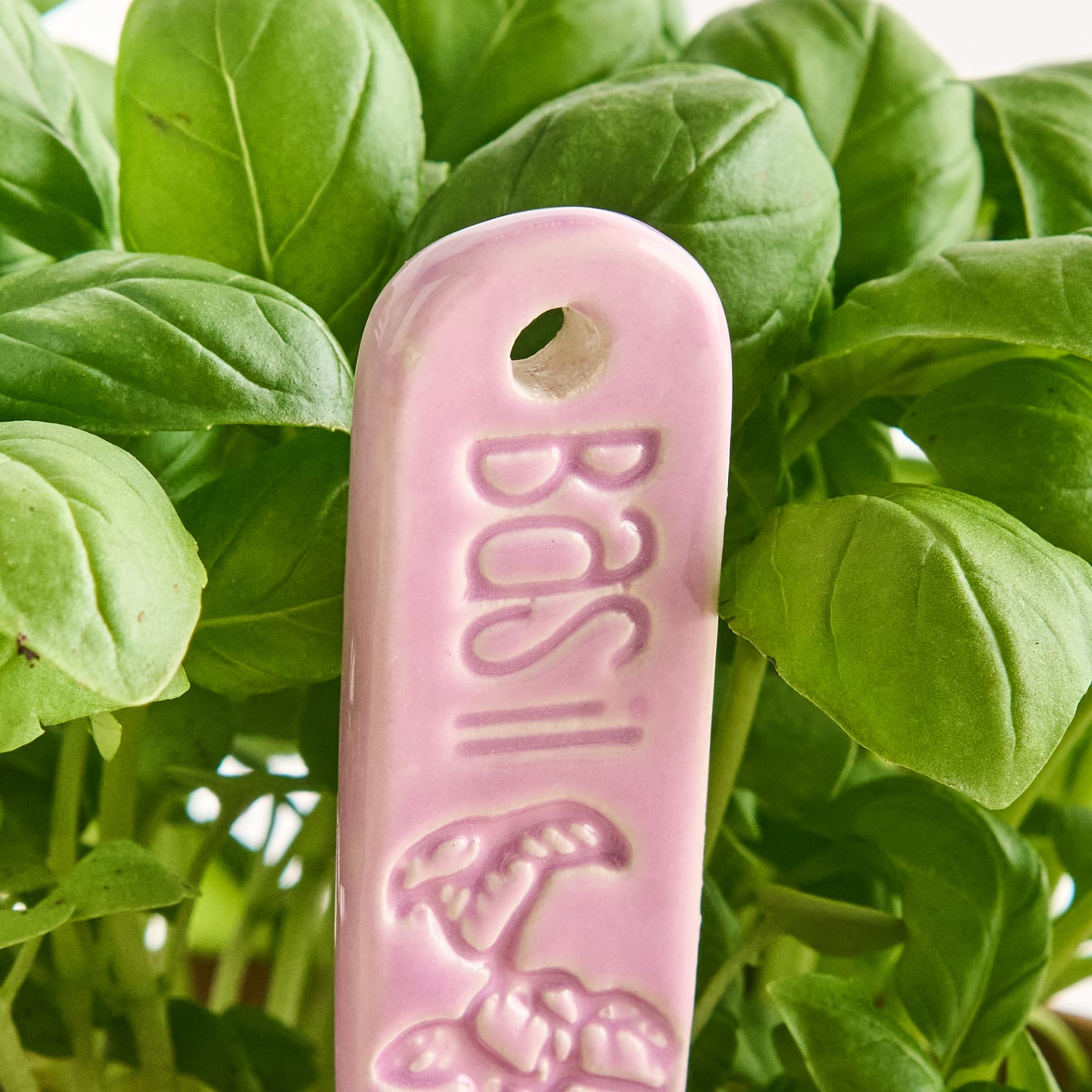 Das Bild zeigt ein rosafarbenes Plastikschild oder -etikett mit dem Text „Basilic“ (französisch für Basilikum), eingebettet in einen üppigen, grünen Hintergrund aus frischen Basilikumblättern.