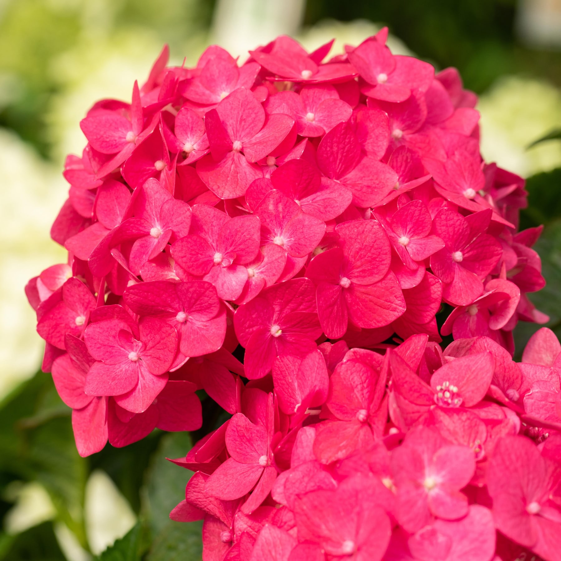Eine leuchtende Ansammlung leuchtend rosa Hortensienblüten hebt sich vor einem verschwommenen grünen Laubhintergrund ab.