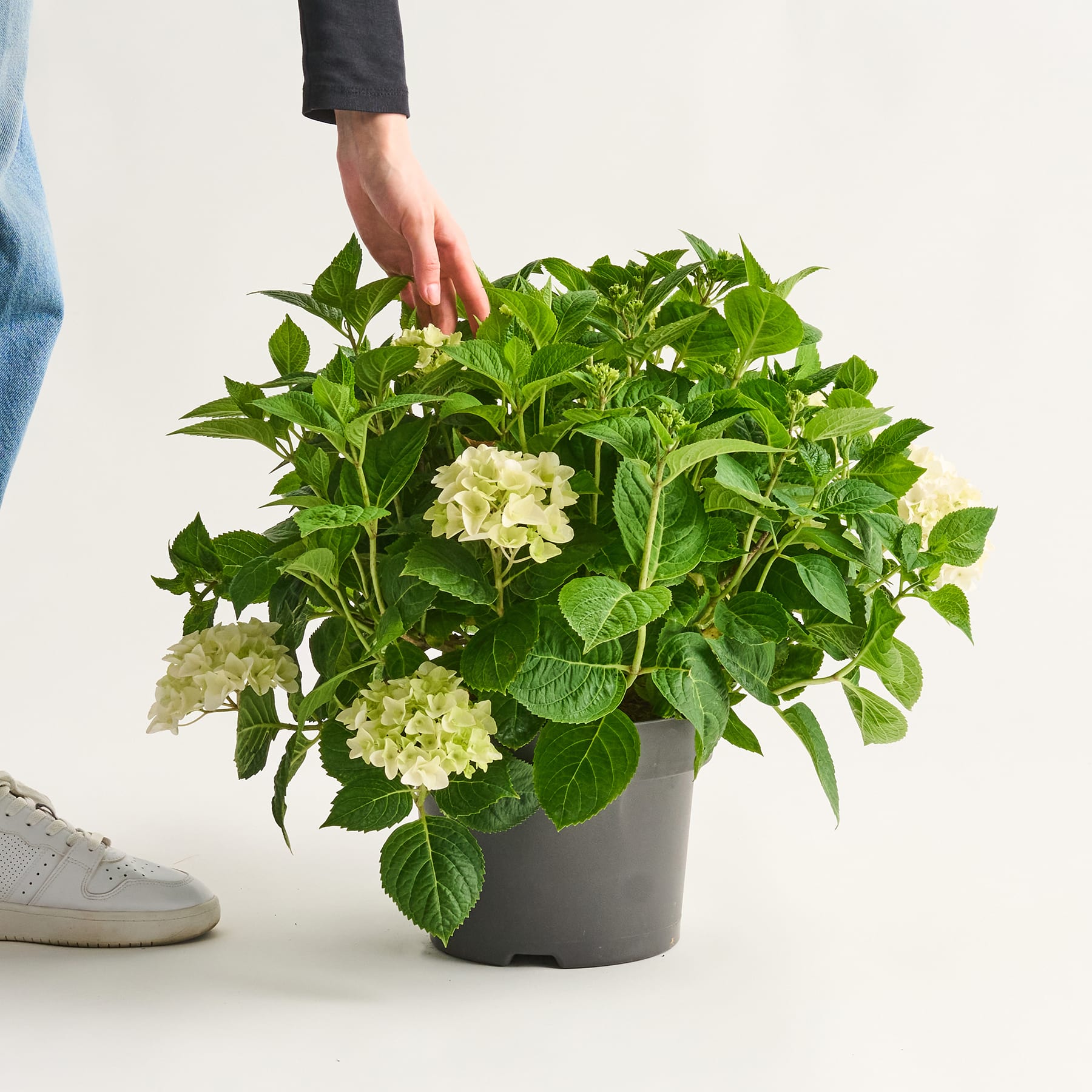 Eine Hand hält eine Topfpflanze mit üppigen grünen Blättern und weißen, hortensienähnlichen Blüten vor einem schlichten weißen Hintergrund.