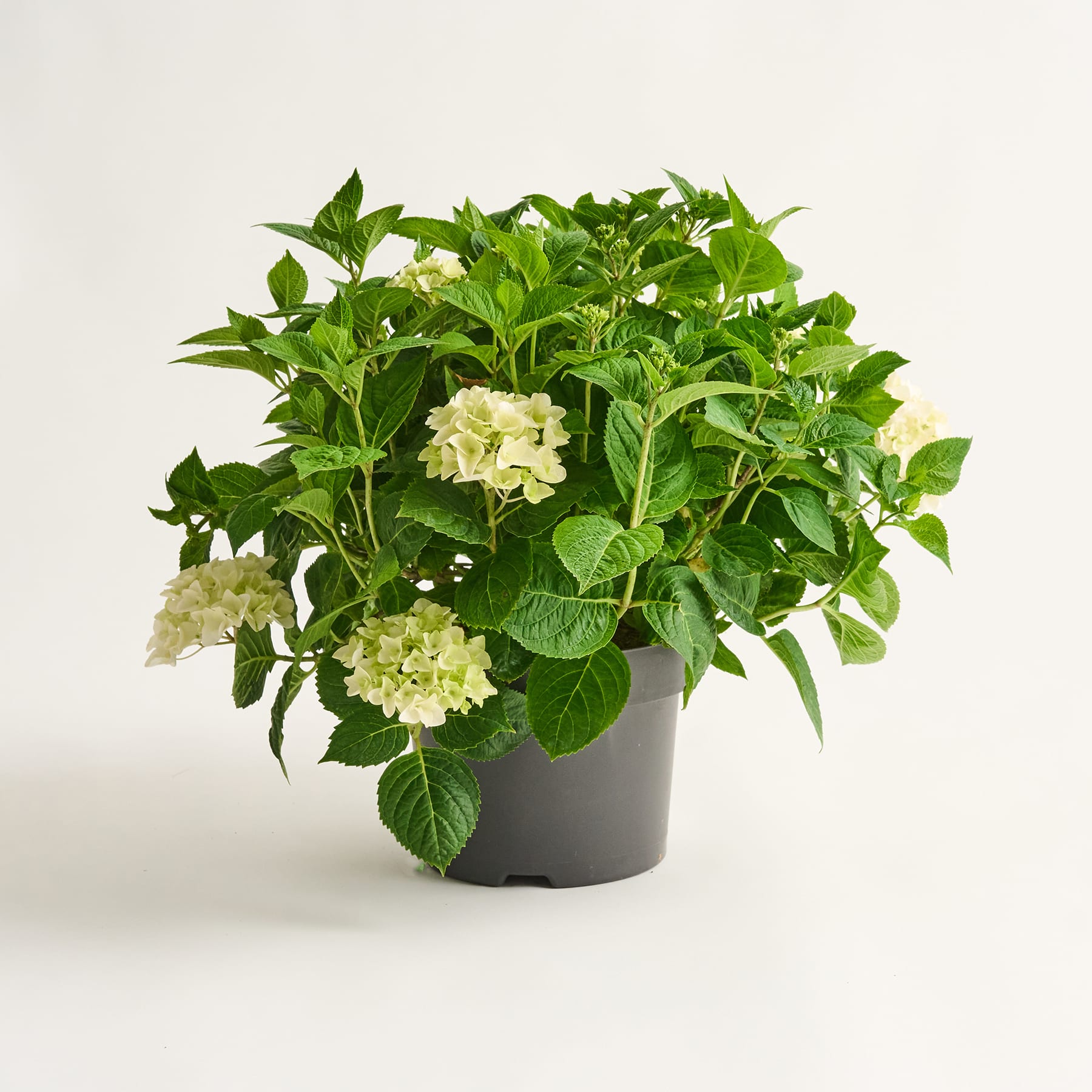 Eine Topfpflanze mit üppigen grünen Blättern und zarten weißen Blüten steht auf einem schlichten weißen Hintergrund.