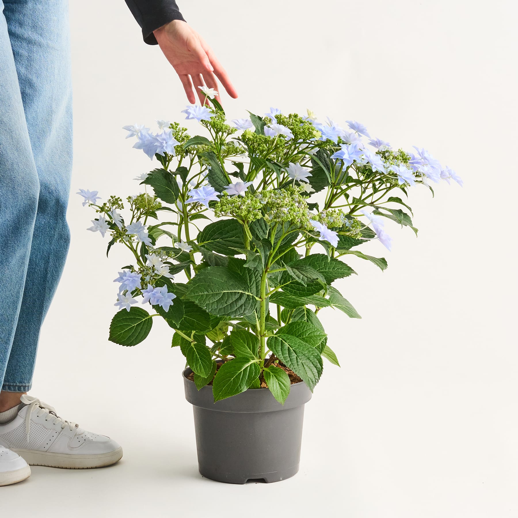 Das Bild zeigt einen üppigen, grünen Garten voller zarter, blassvioletter und weißer Hortensienblüten, eingebettet zwischen dem leuchtend grünen Laub.