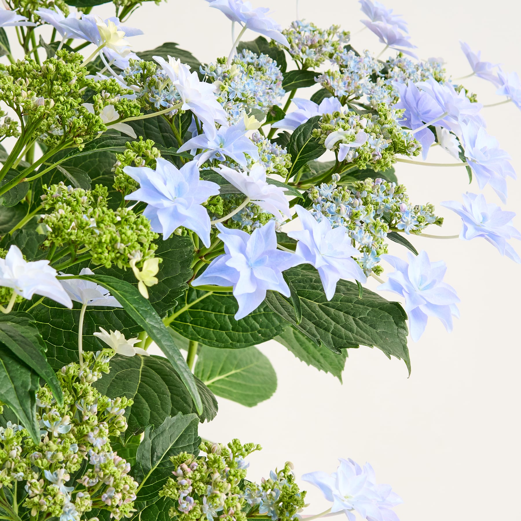 Zarte Lavendelblüten mit weichen Blütenblättern blühen vor einem üppigen, grünen Hintergrund.