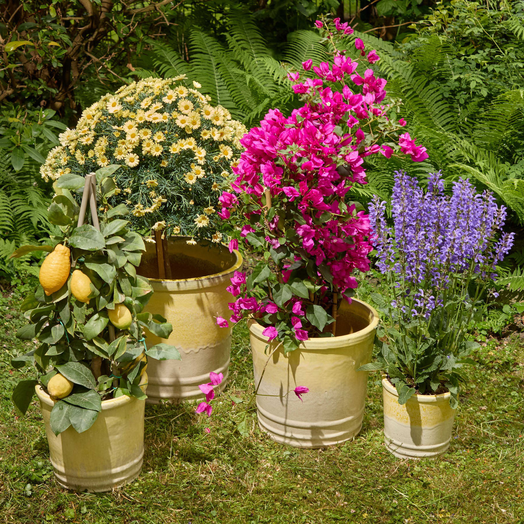 Eine lebendige Gartenszene mit einer Vielzahl bunter Blumen, darunter gelbe Chrysanthemen, rosa Bougainvilleen und violetter Lavendel, vor einem üppigen grünen Hintergrund aus Farnen und Blättern.