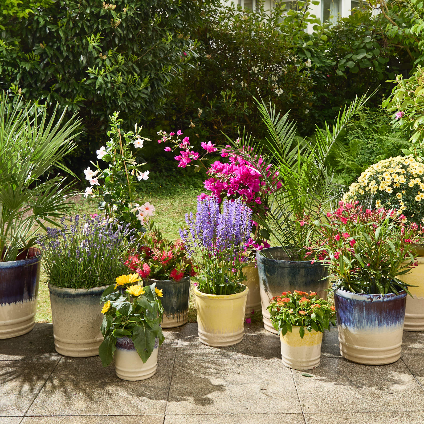 Ein üppiger und lebendiger Garten voller bunter Blumen und Topfpflanzen, vor dem Hintergrund grüner Blätter und mit einem Blick auf ein Gebäude in der Ferne.