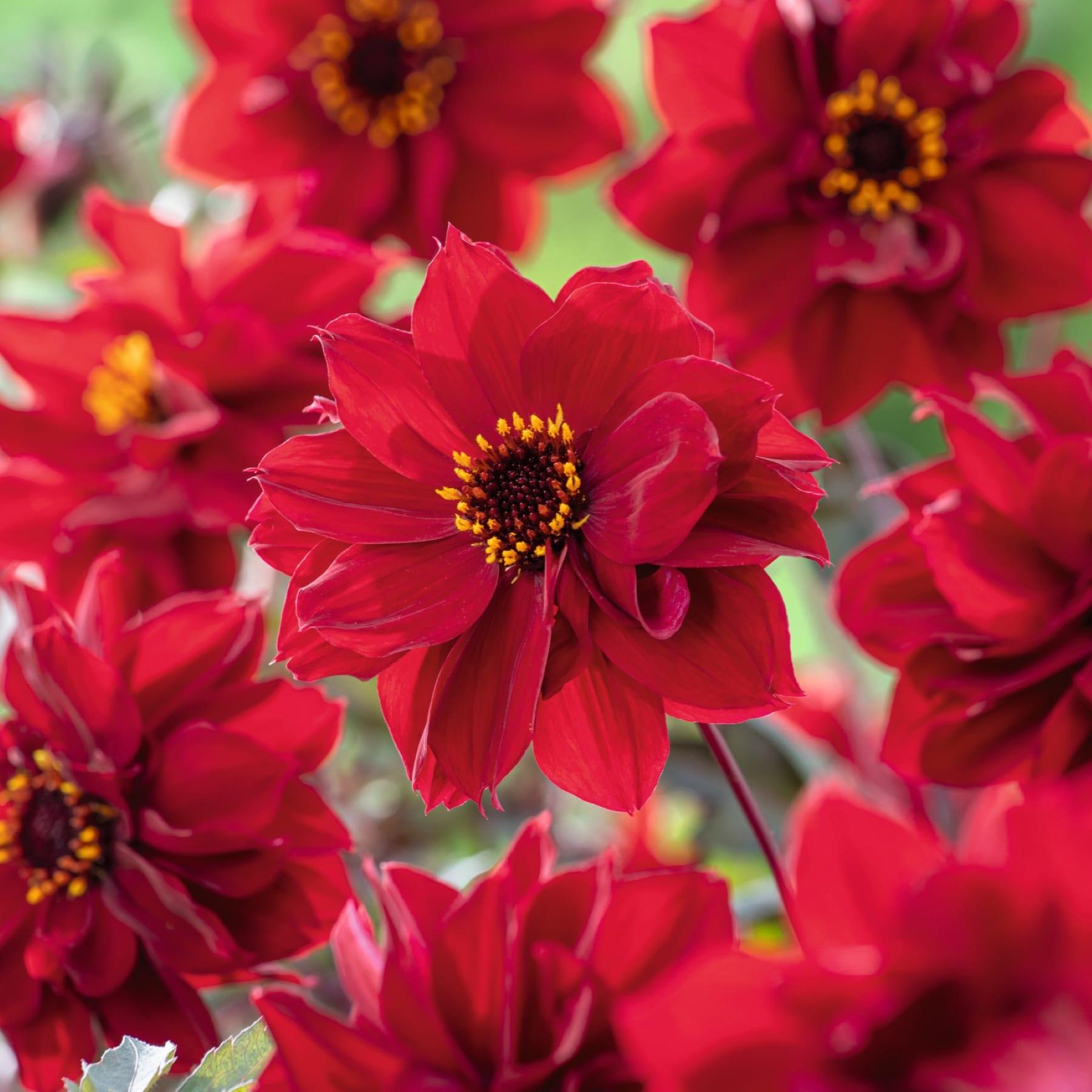 Leuchtend rote Dahlienblüten mit gelber Mitte füllen den Rahmen vor einem unscharfen grünen Hintergrund.