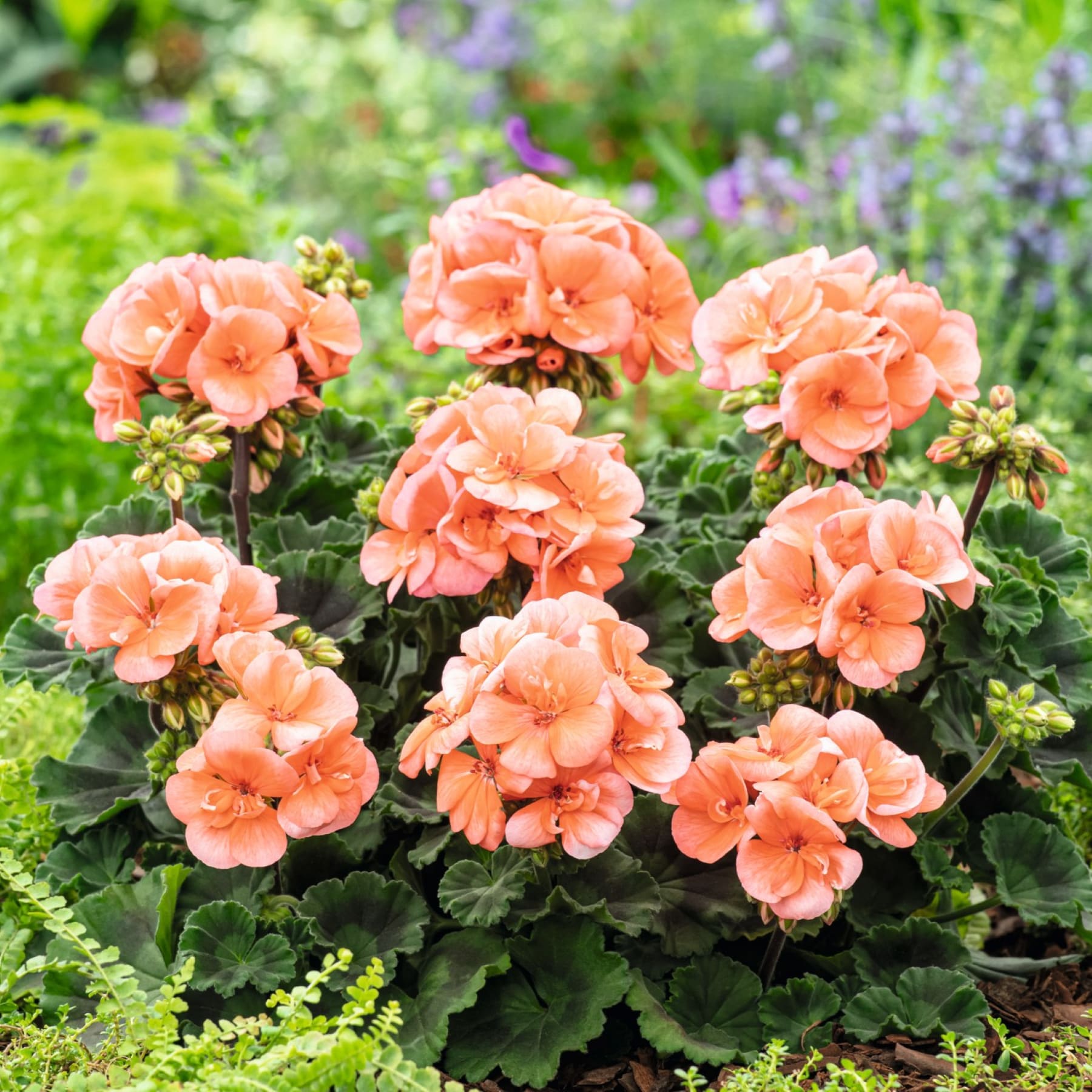 Leuchtend pfirsichfarbene Begonienblüten blühen inmitten einer üppigen, grünen Gartenkulisse mit violetten Blüten im Hintergrund.