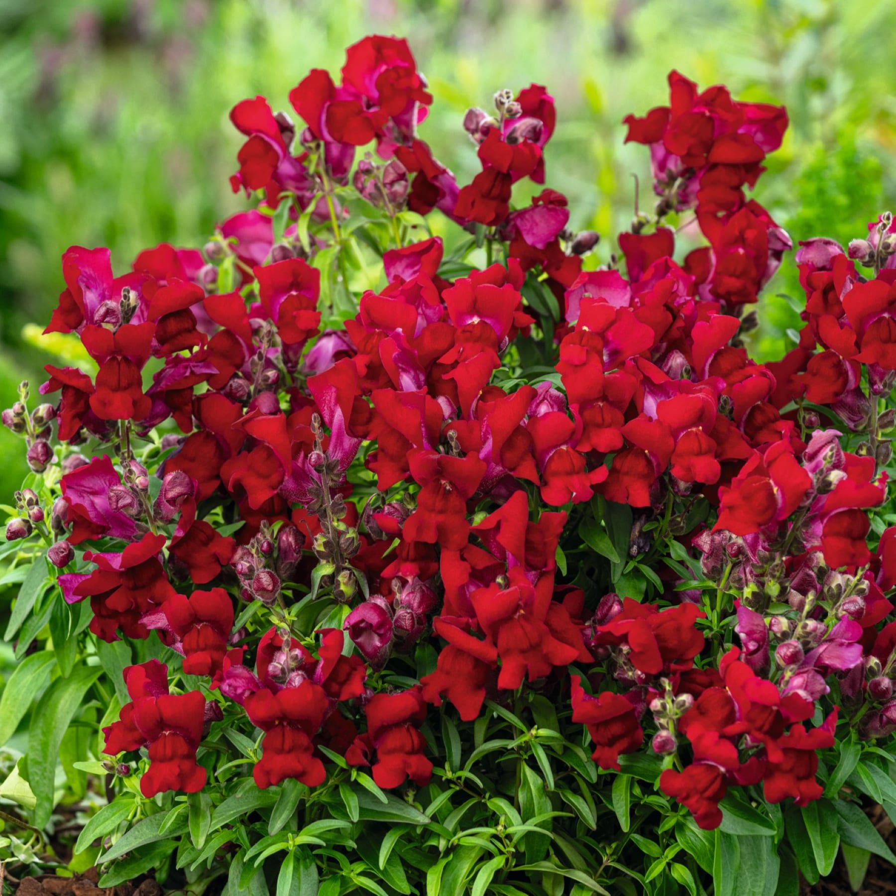 Eine lebendige Darstellung üppiger, roter Blumen, umgeben von grünem Laub vor einem unscharfen, natürlichen Hintergrund.