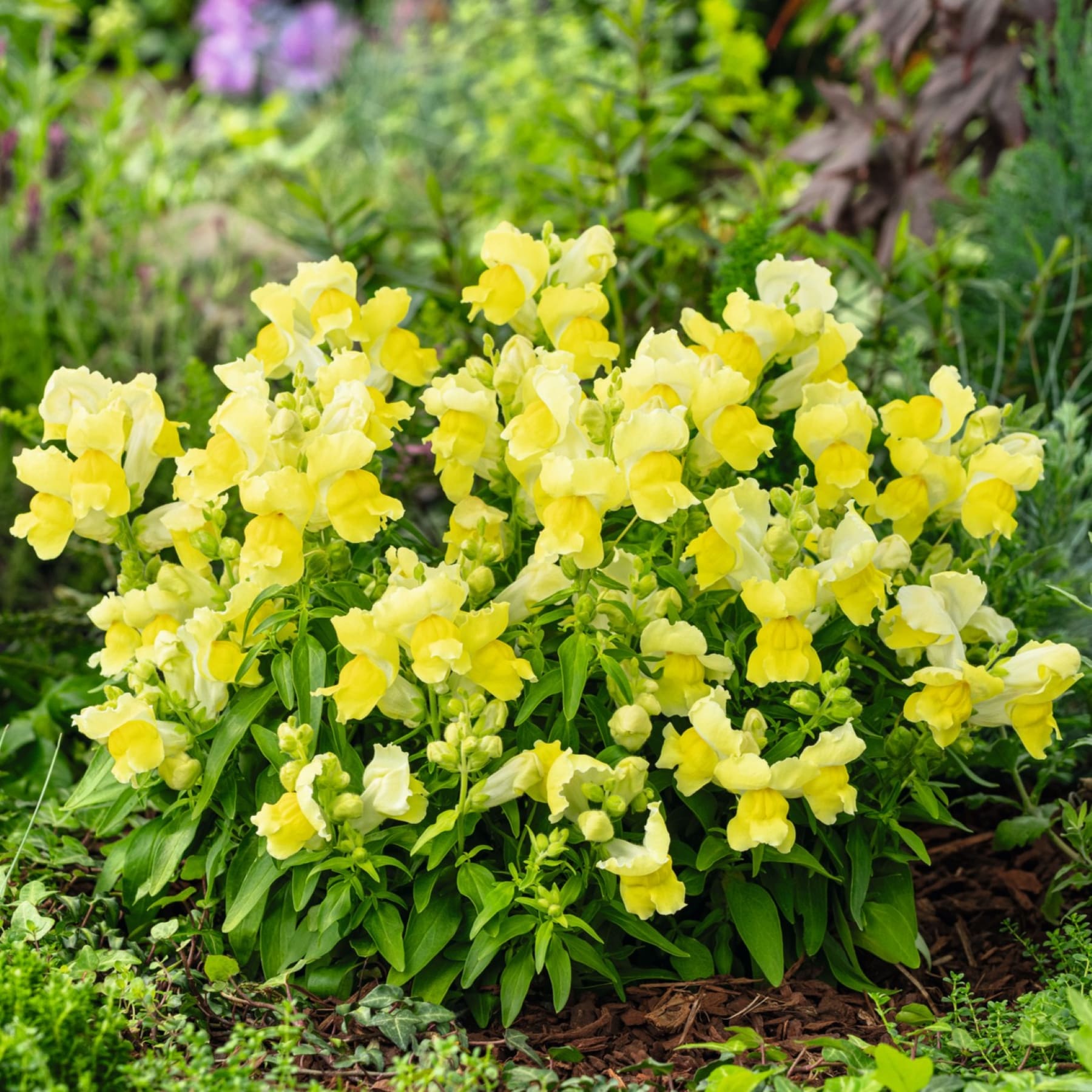 Ein üppiger, lebendiger Garten voller leuchtend gelber Blumen, umgeben von grünem Laub und einem verschwommenen Hintergrund, der eine heitere und malerische Szene schafft.