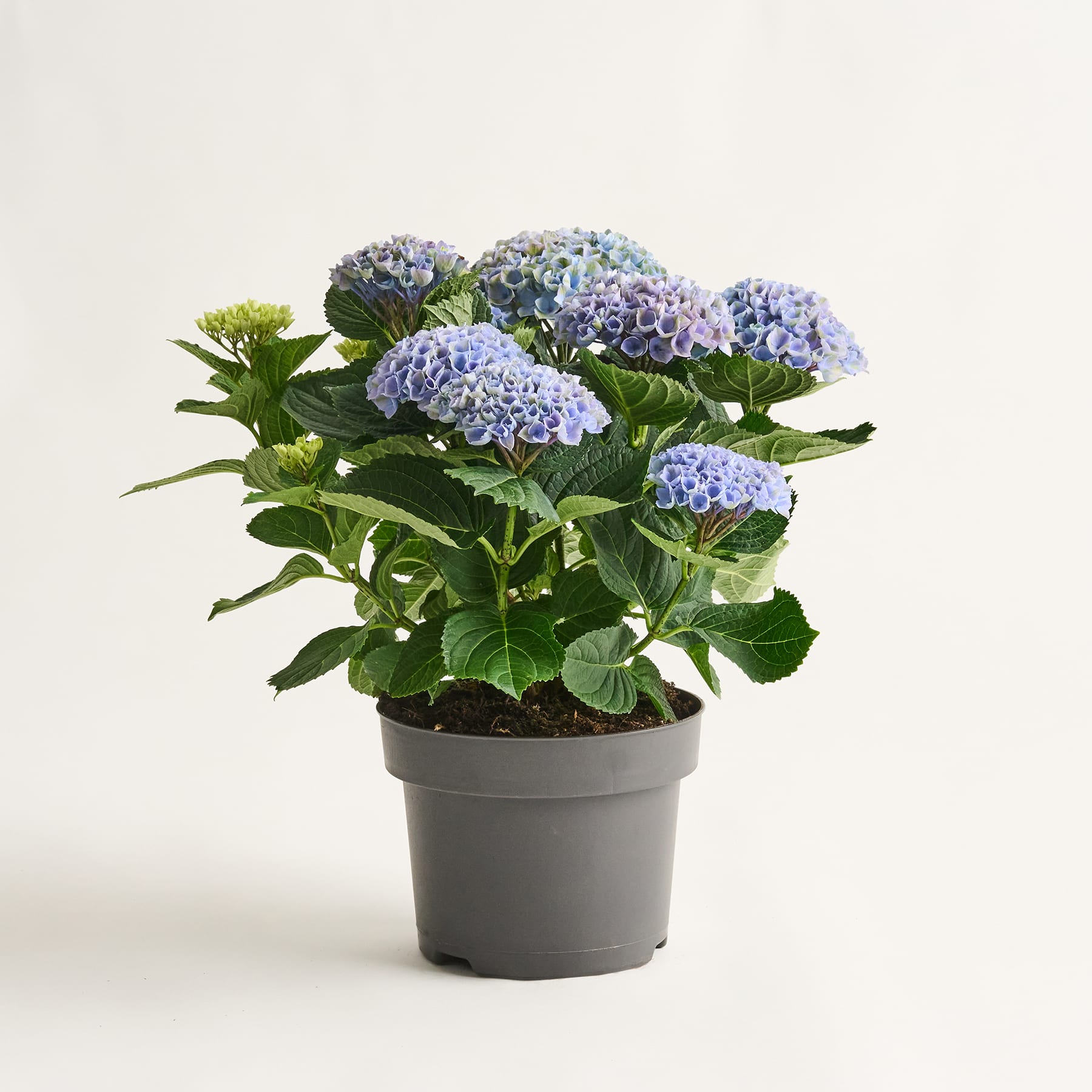 Eine Hortensienpflanze im Topf mit großen, leuchtend blauen und violetten Blüten steht auf einem schlichten weißen Hintergrund.