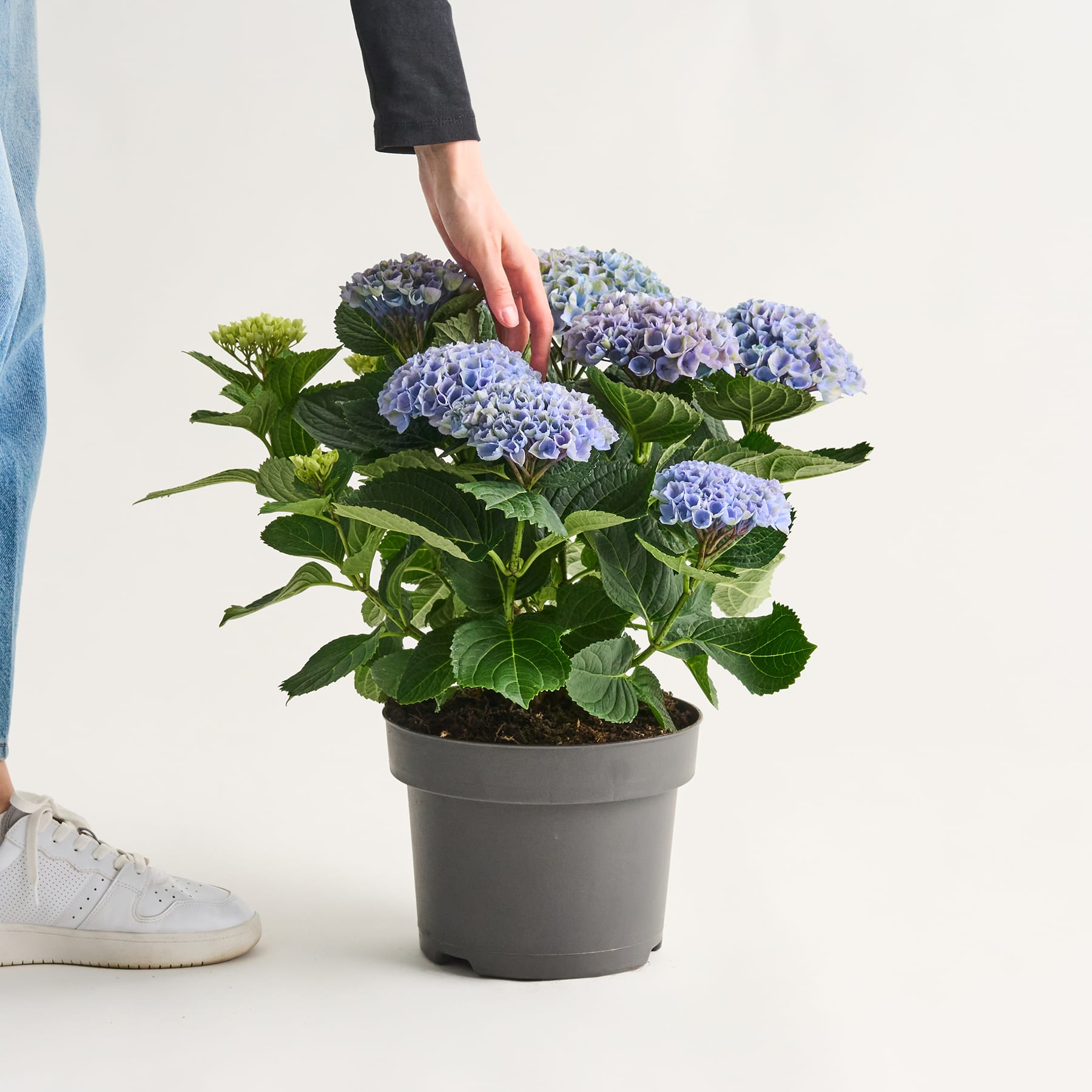 Das Bild zeigt eine Topfhortensie mit leuchtend violetten Blüten, die im Vordergrund von einer Person in der Hand gehalten wird, vor einem schlichten weißen Hintergrund.