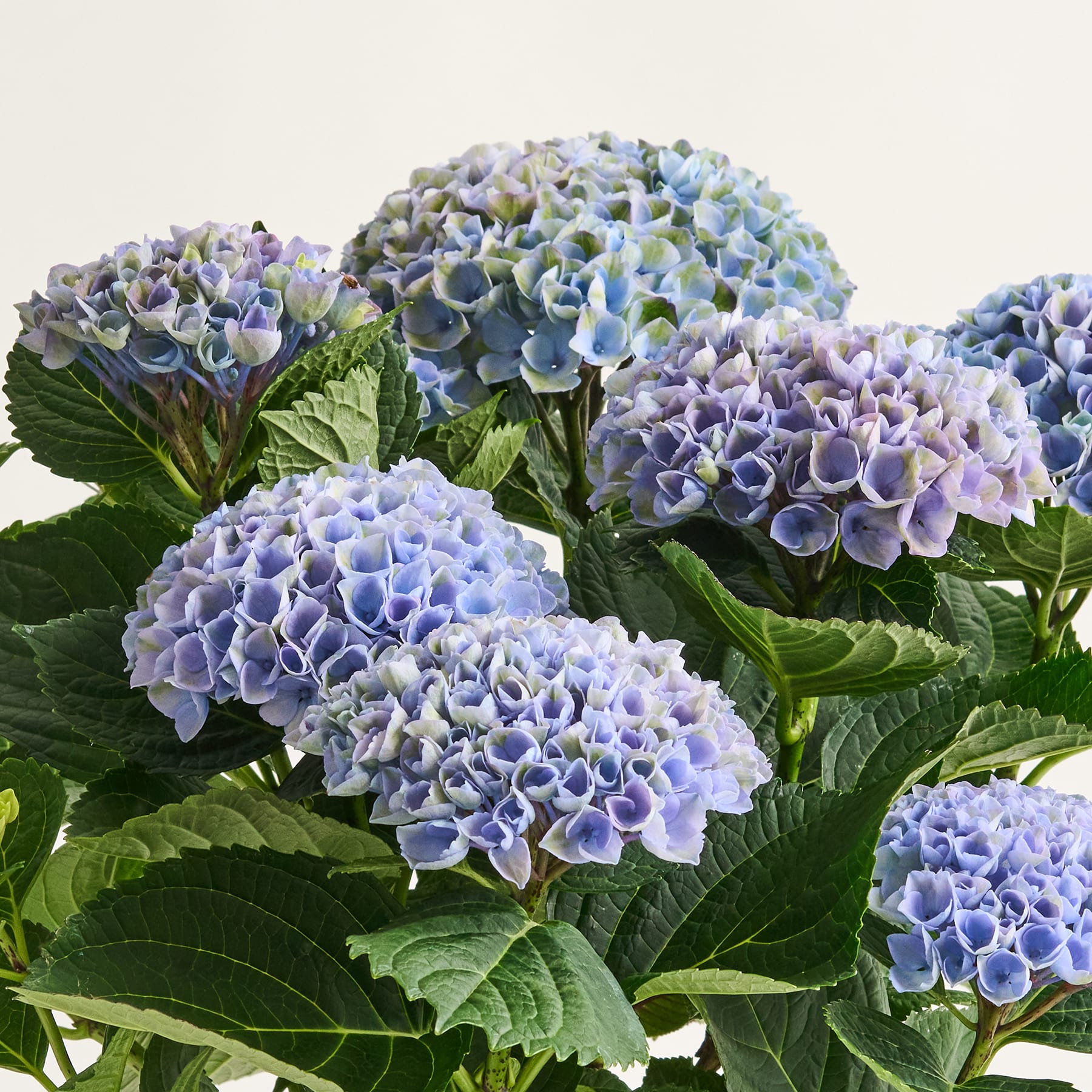 Leuchtend blaue und violette Hortensienblüten mit üppigen grünen Blättern füllen den Rahmen und erzeugen vor einem schlichten Hintergrund eine bezaubernde Blumenpracht.
