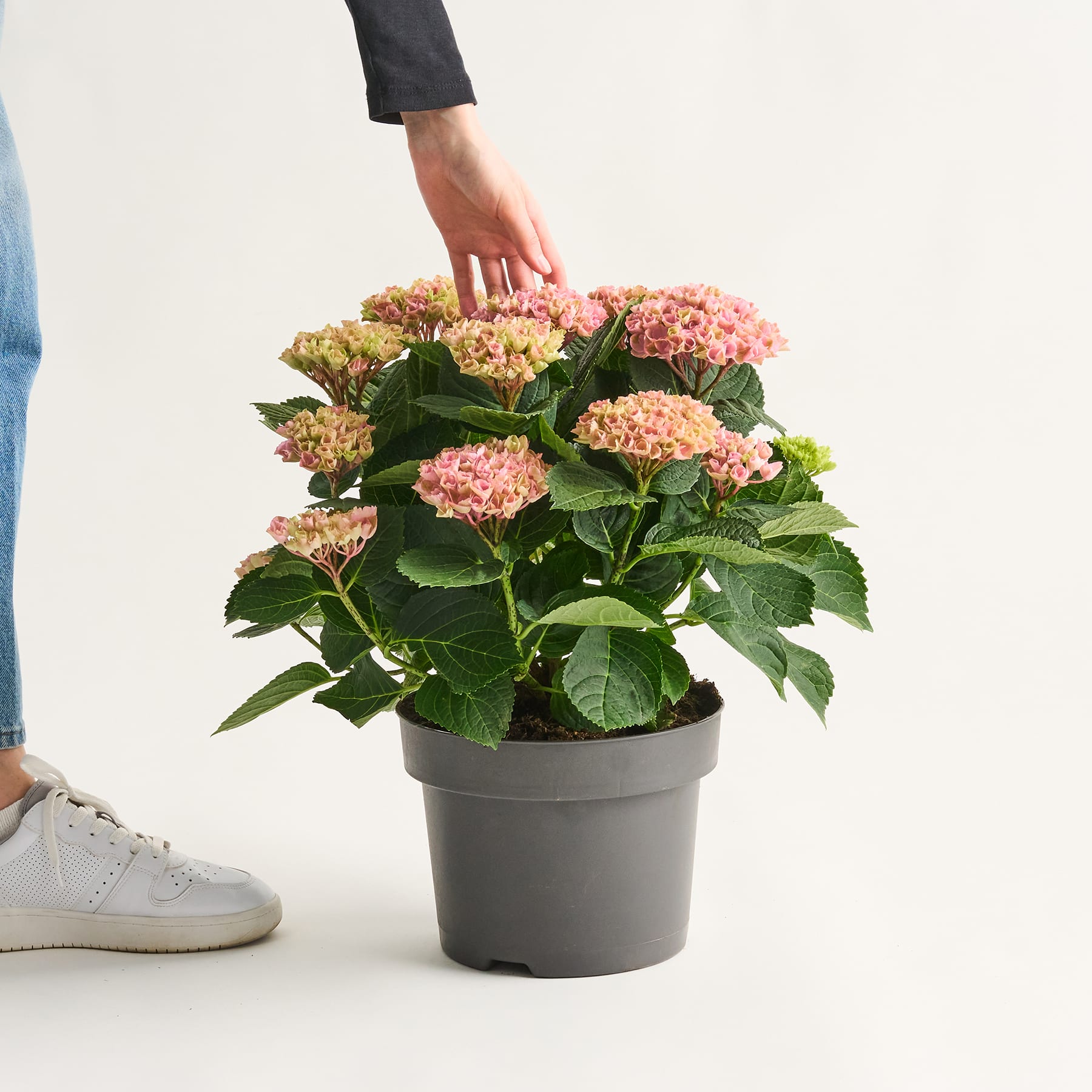 Eine Topfhortensie mit leuchtend rosa Blüten wird von einer Person in der Hand gehalten und steht vor einem schlichten weißen Hintergrund.