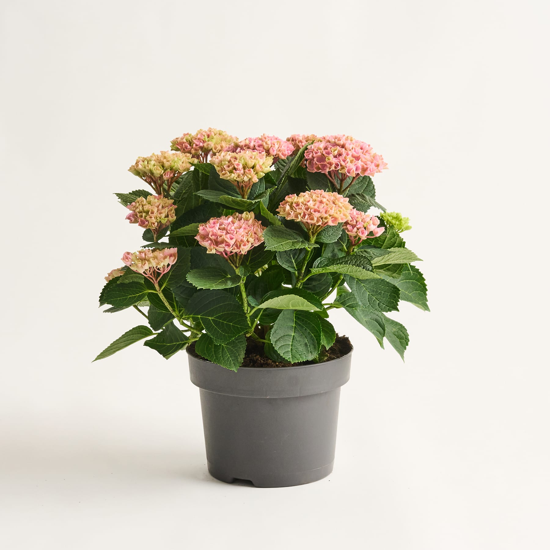 Eine Hortensienpflanze im Topf mit leuchtend rosa und weißen Blüten steht auf einem schlichten weißen Hintergrund.