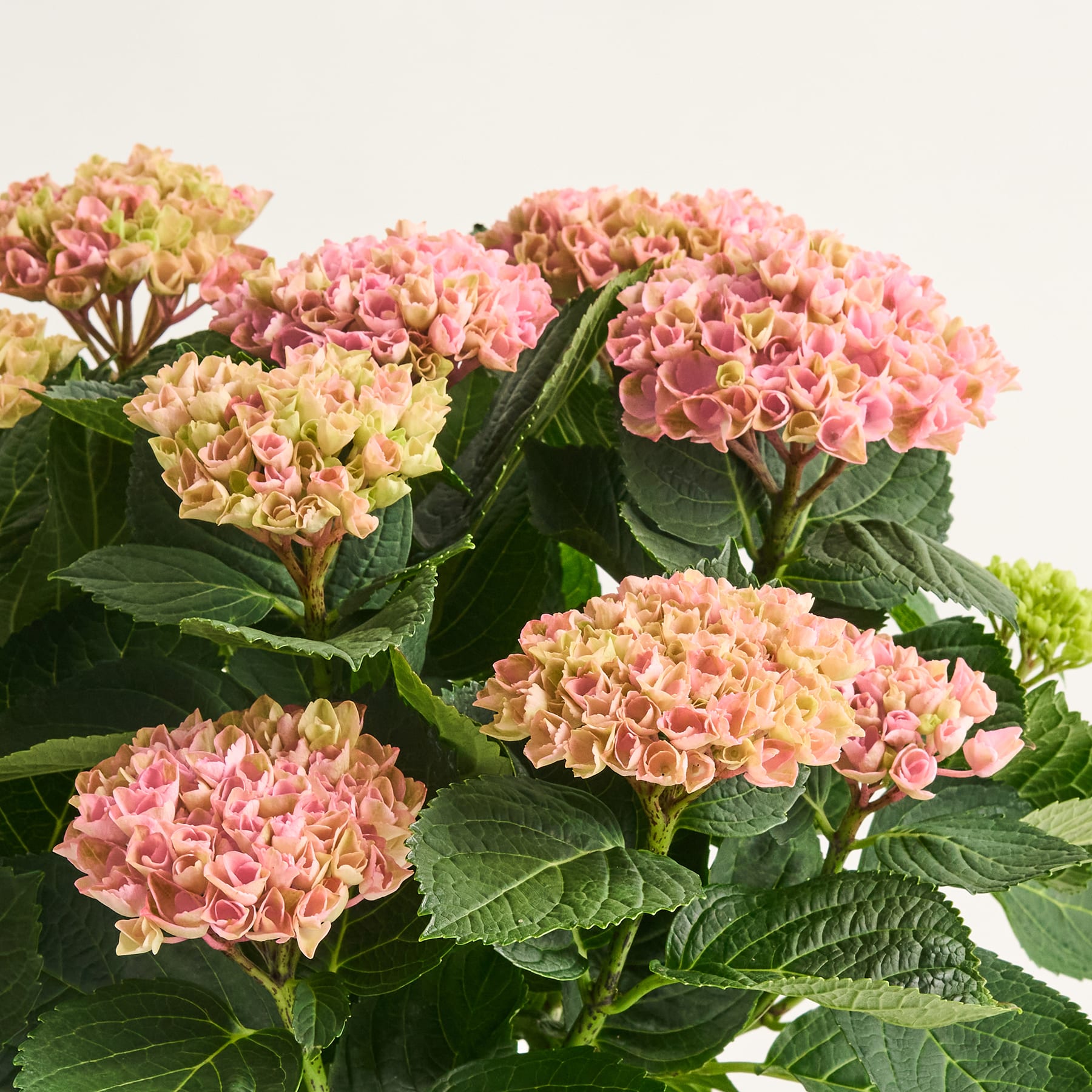 Das Bild zeigt einen leuchtenden Strauß rosa und gelber Hortensienblüten mit üppigen grünen Blättern vor einem schlichten Hintergrund.