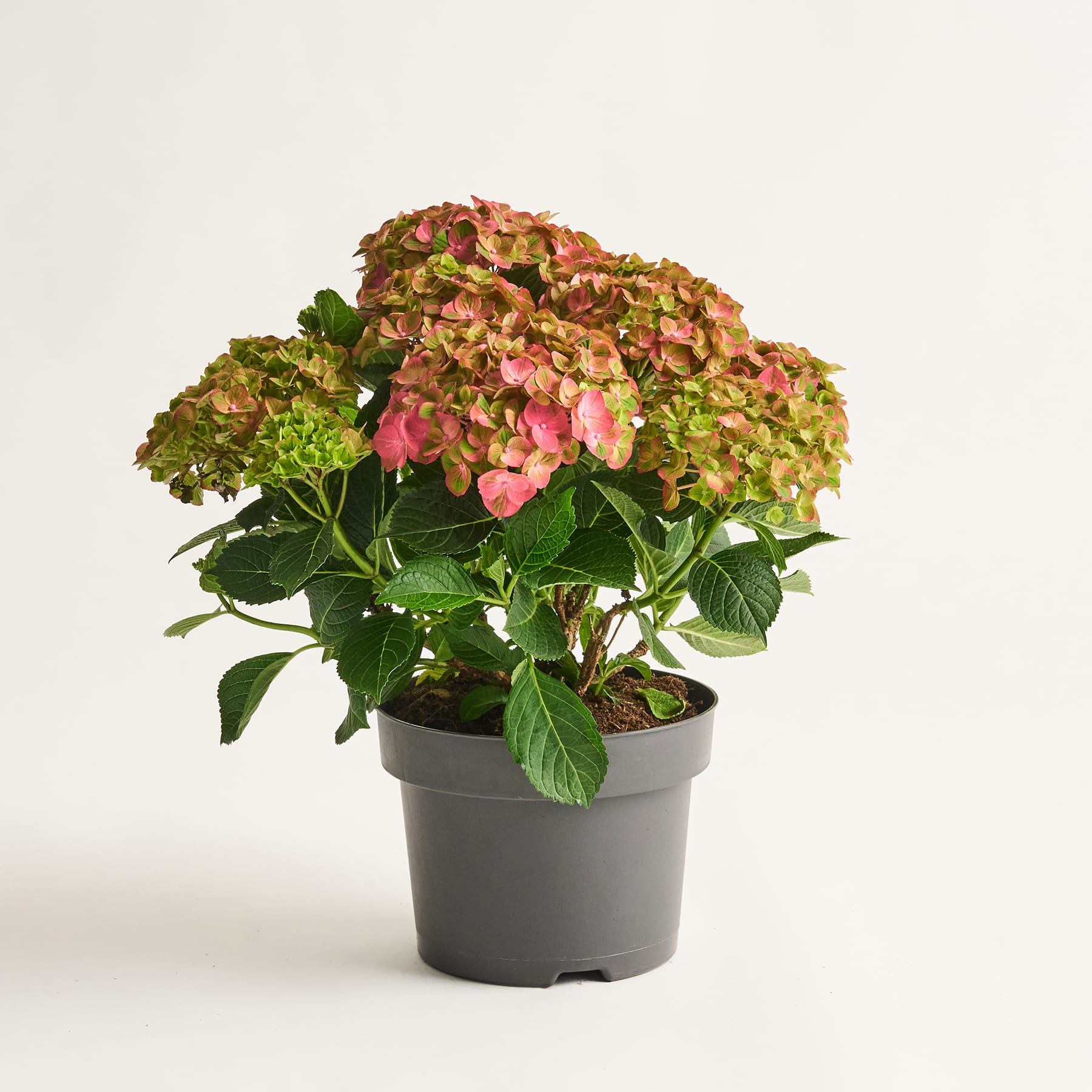 Eine leuchtend bunte Hortensie in einem schwarzen Topf steht auf einem schlichten, hellen Hintergrund.