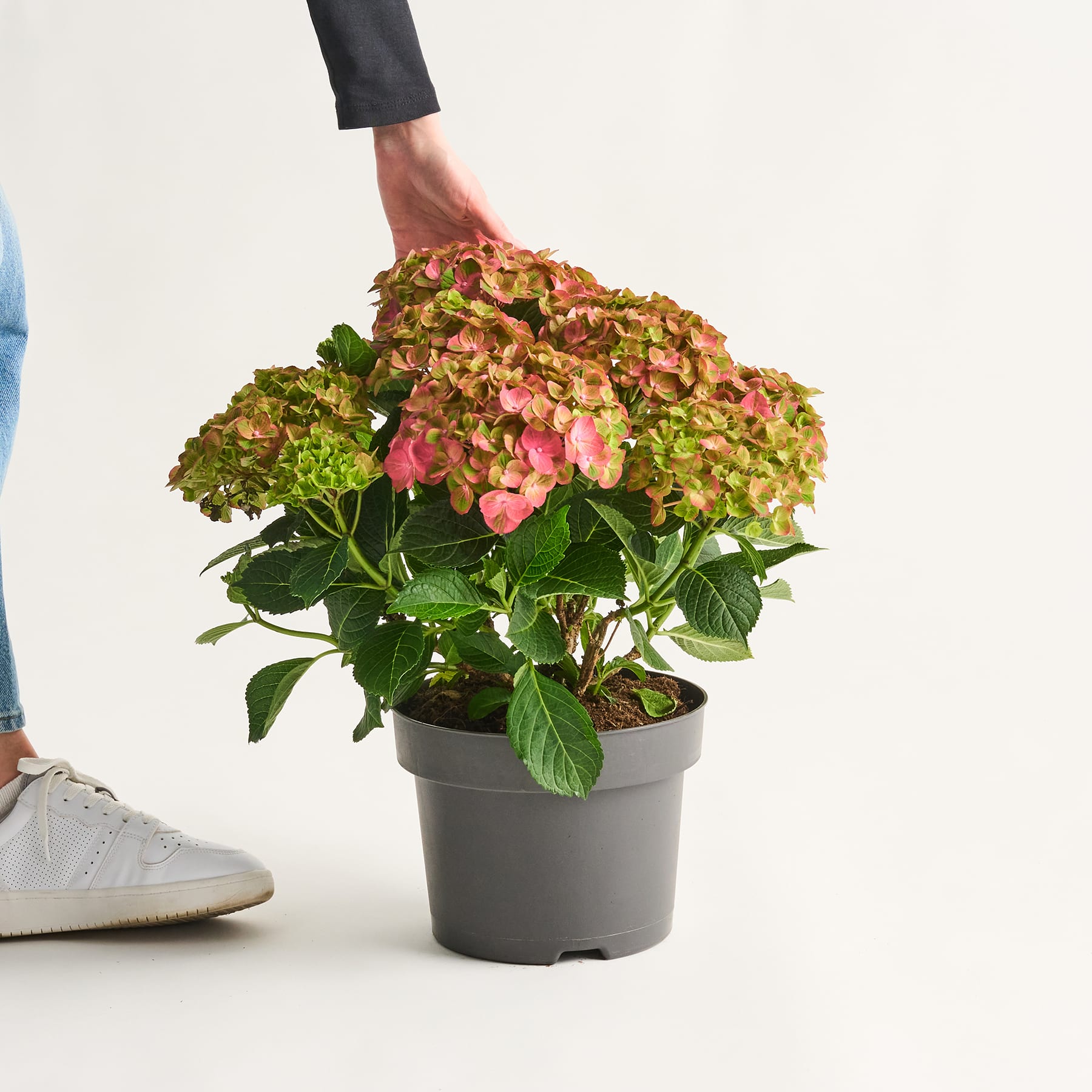 Auf einem weißen Hintergrund steht eine Hortensie im Topf mit leuchtend grünen und rosa Blüten, im Vordergrund ist die Hand einer Person zu sehen.