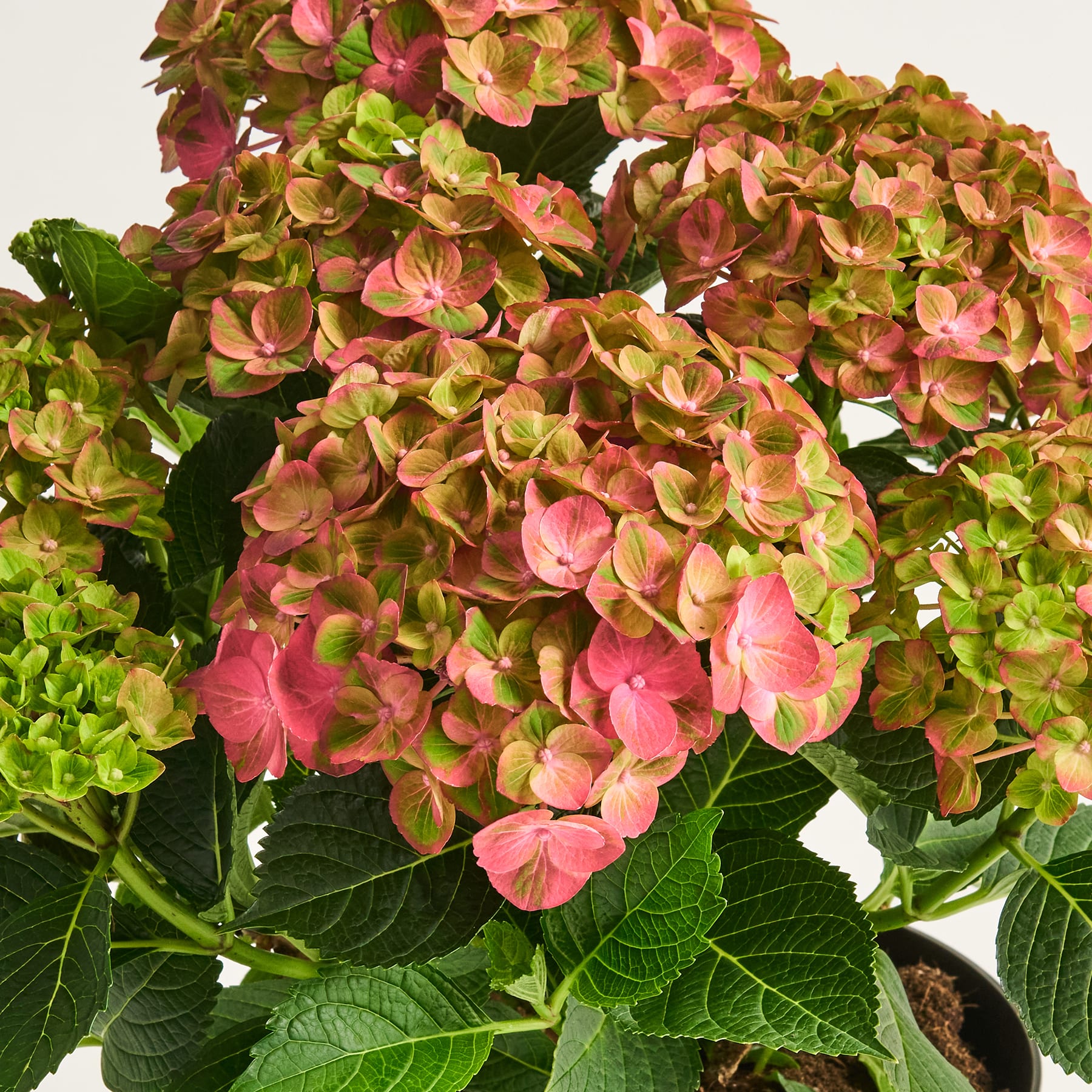 Leuchtend rosa und grüne Hortensienblüten mit üppigen grünen Blättern füllen den Rahmen und sorgen für ein optisch beeindruckendes und farbenfrohes Bild.