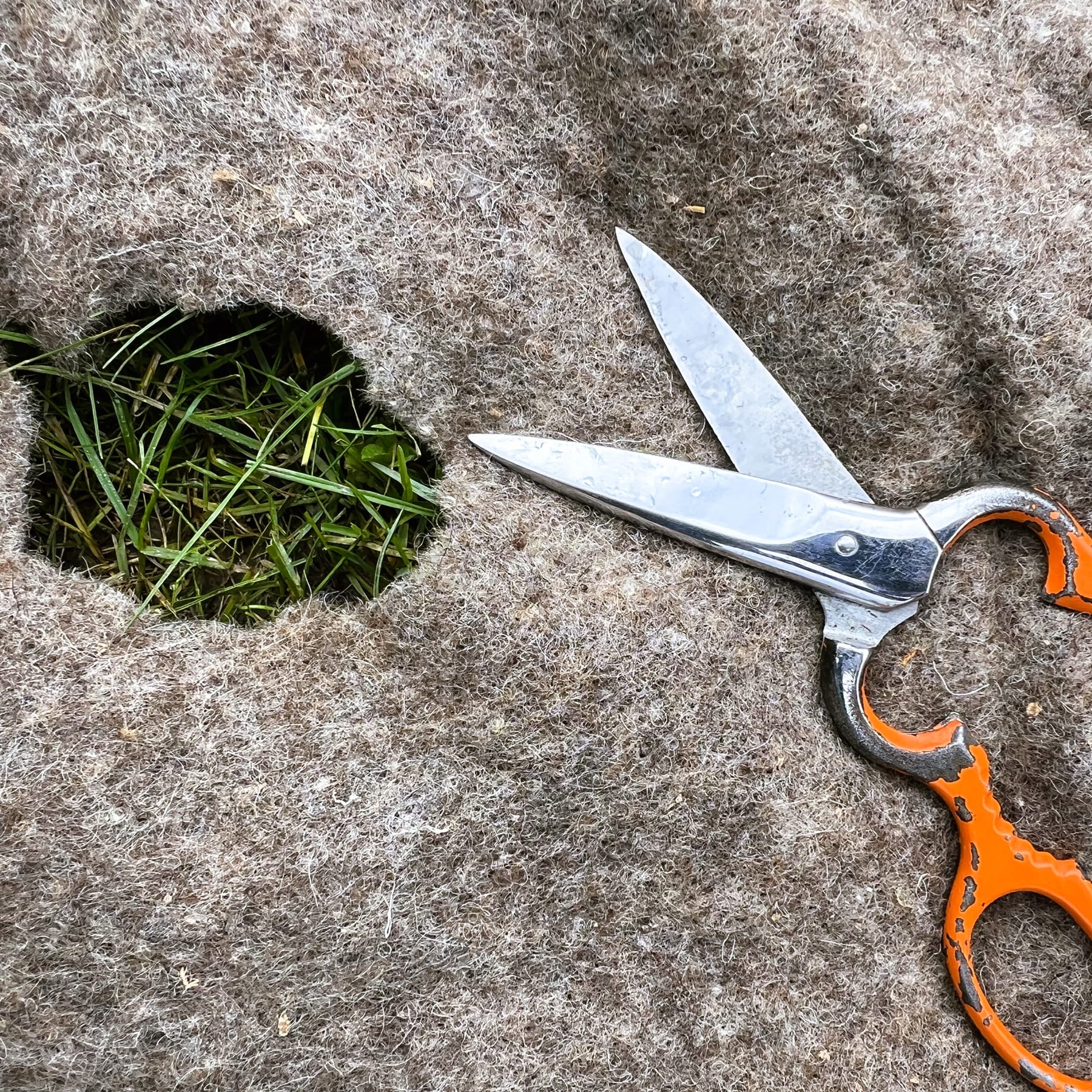 Eine Schere mit orangefarbenem Griff liegt auf einer Betonfläche, im Hintergrund ist ein Stück grünes Gras zu sehen.
