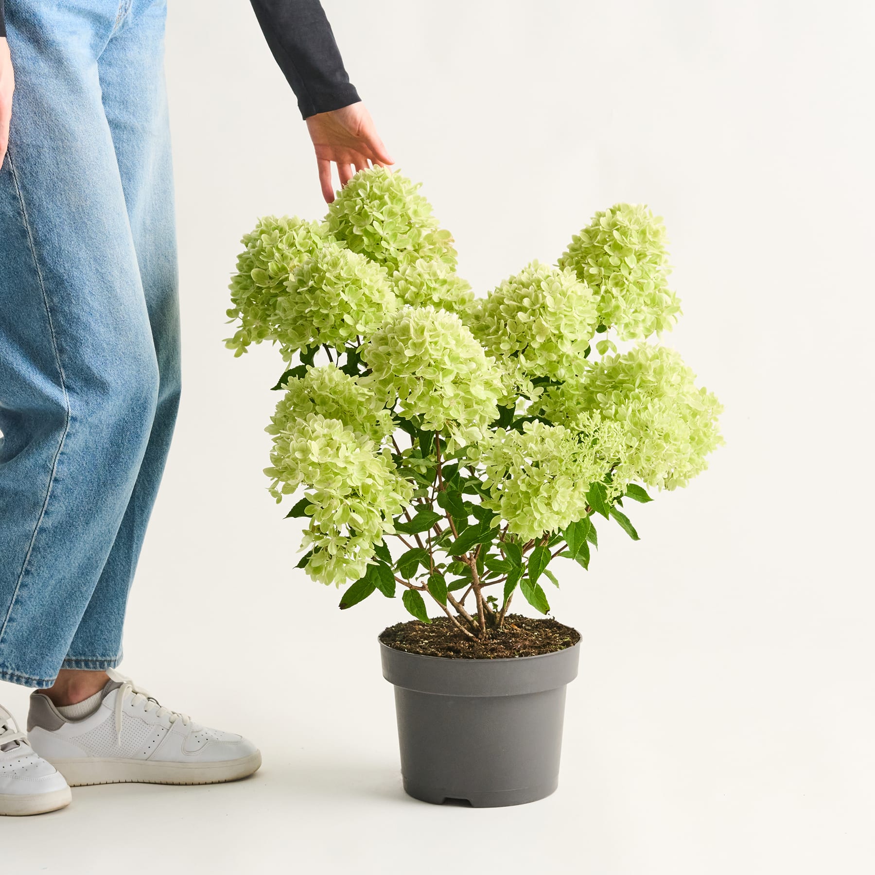 Eine üppige, grüne Hortensie in einem Topf wird von einer Person in Jeans und Turnschuhen vor einem schlichten weißen Hintergrund gehalten.